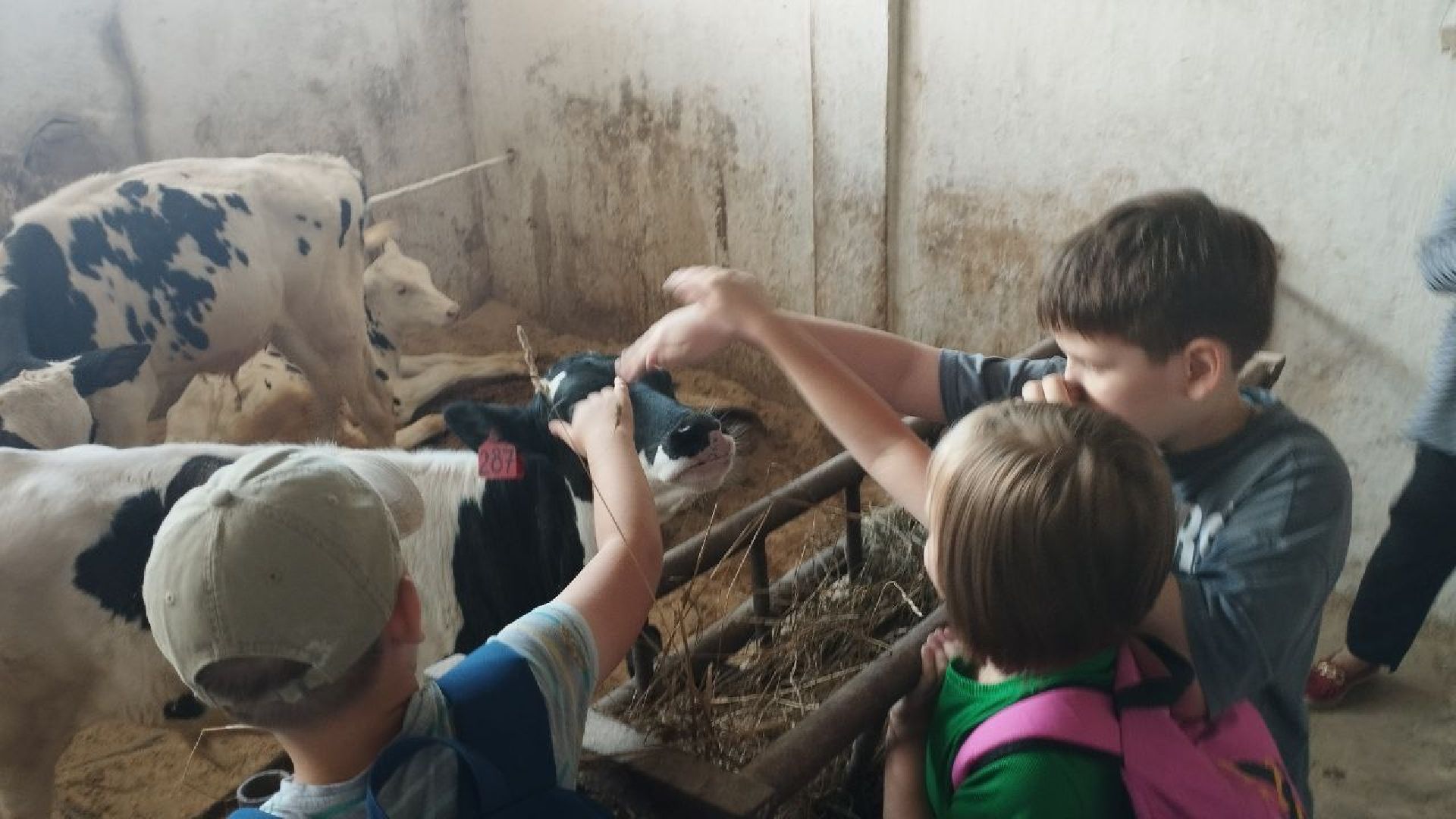 ивантеевка, ферма цветковых, экскурсия, дети с особенностями развития, центр социального обслуживания, животные на ферме,социализация детей,коровы,