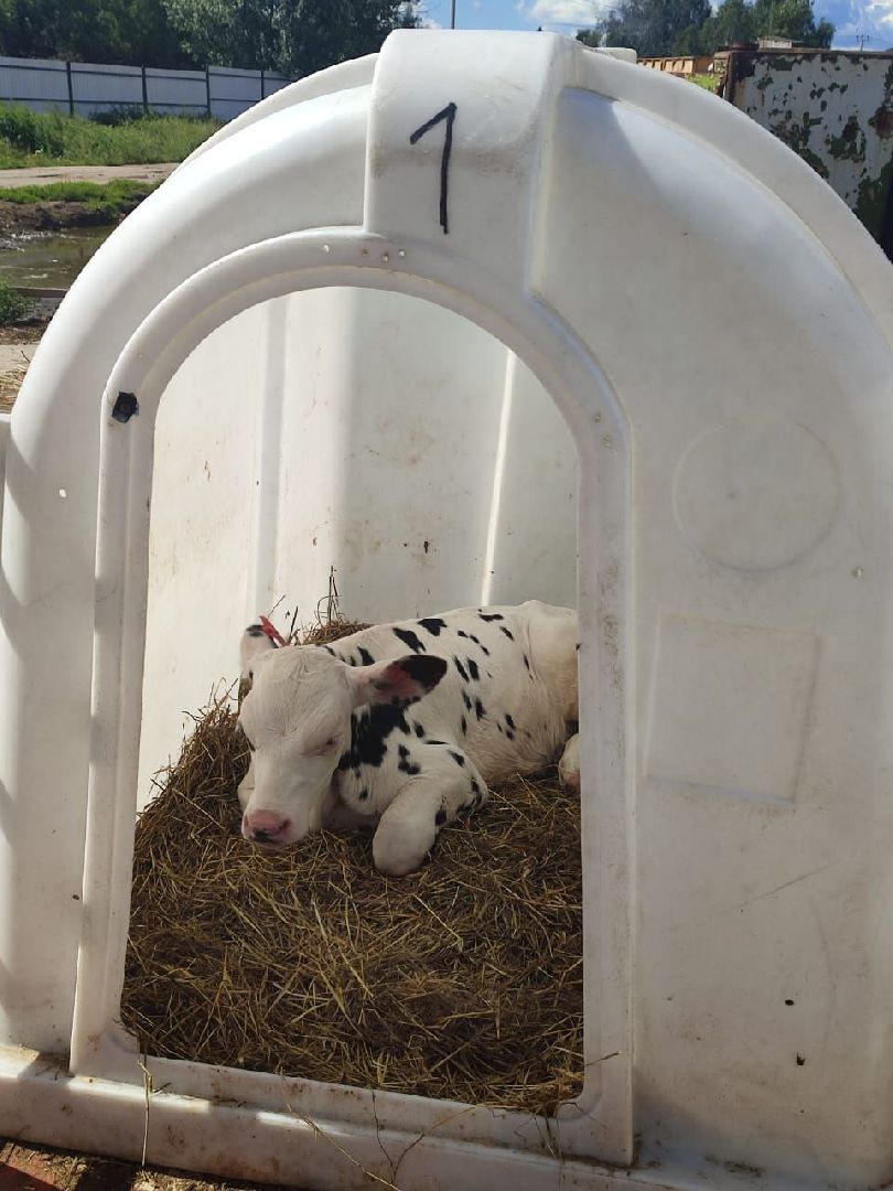 ивантеевка, ферма цветковых, экскурсия, дети с особенностями развития, центр социального обслуживания, животные на ферме,социализация детей,коровы,