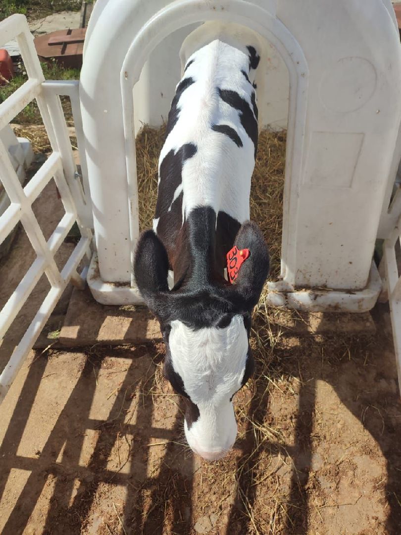 ивантеевка, ферма цветковых, экскурсия, дети с особенностями развития, центр социального обслуживания, животные на ферме,социализация детей,коровы,