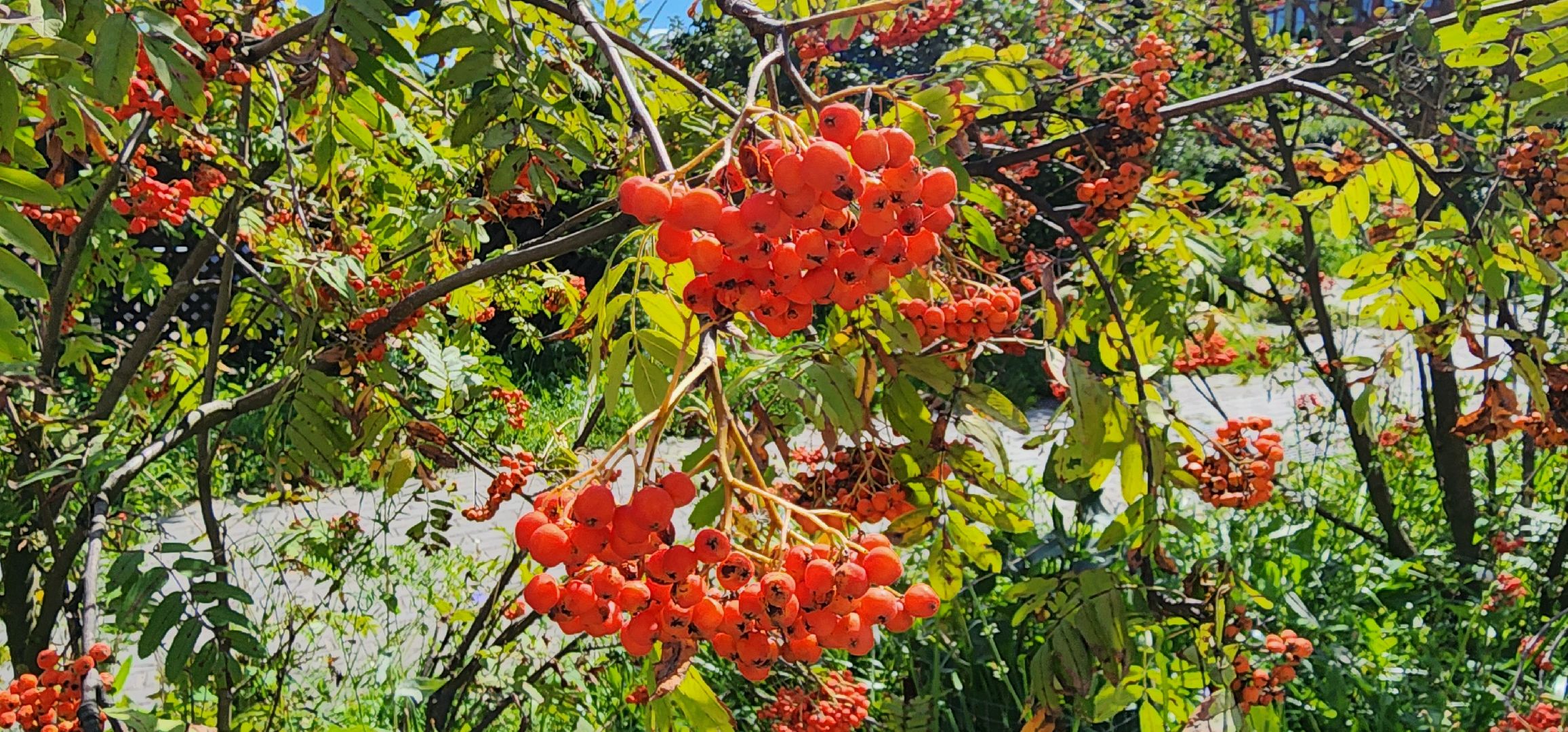 Химки, цветоводство, Природа, Фауна,