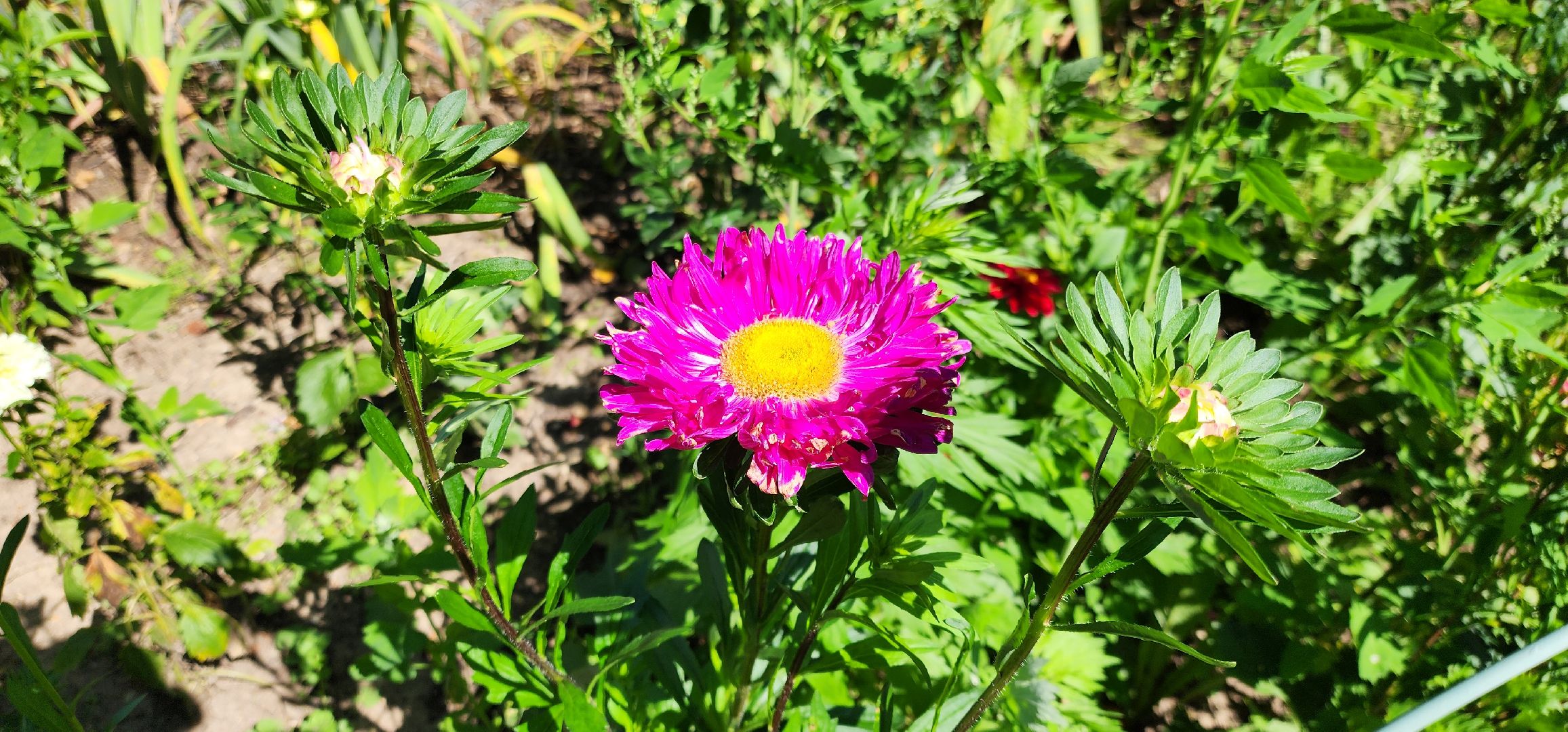 Химки, цветоводство, Природа, Фауна,