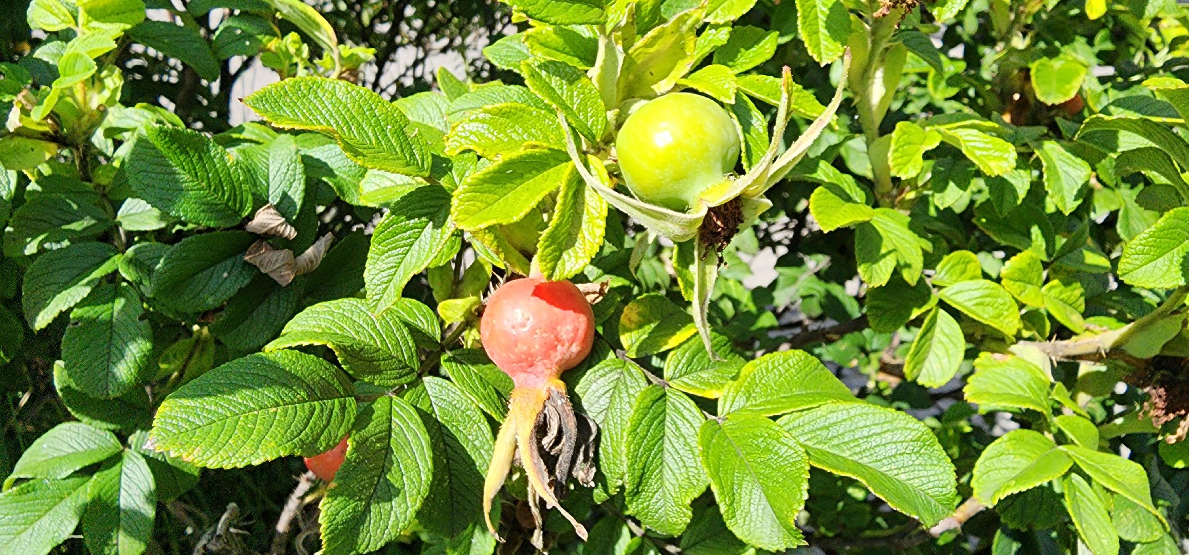 Химки, цветоводство, Природа, Фауна,