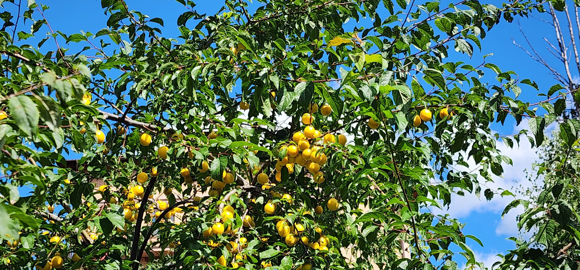 Химки, цветоводство, Природа, Фауна,