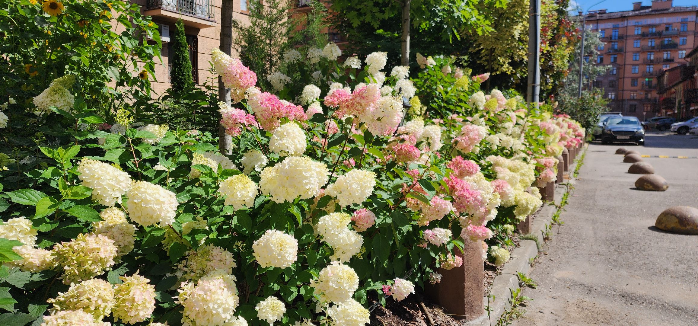 Химки, цветоводство, Природа, Фауна,