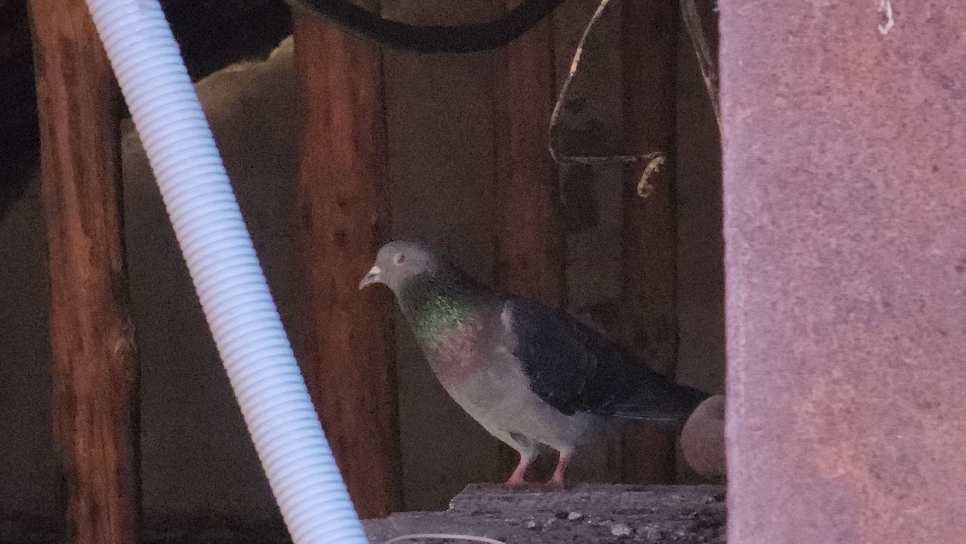 ступино, капремонт, ремонт кровли, скатная крыша, березнецово, стропильная система, профнастил,