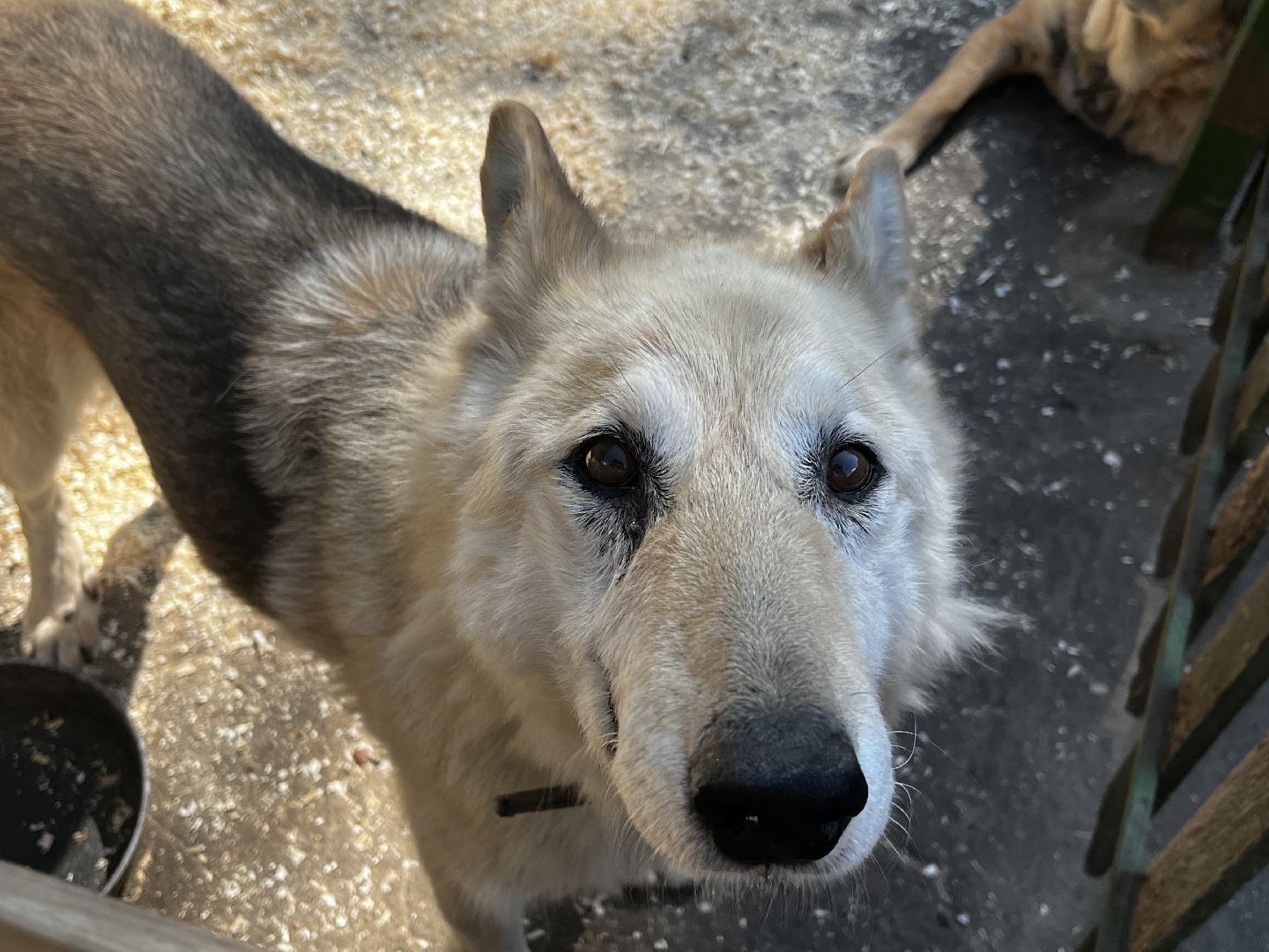 воскресенск, приют для бездомных животных,  волонтерская помощь,