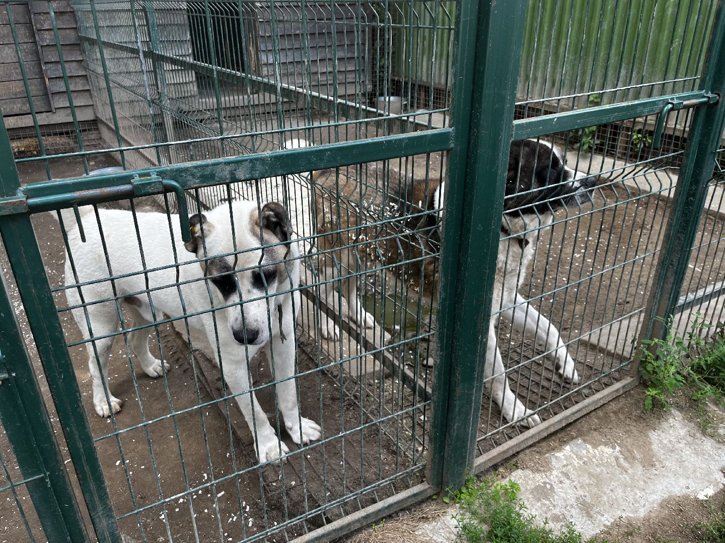 воскресенск, приют для бездомных животных,  волонтерская помощь,