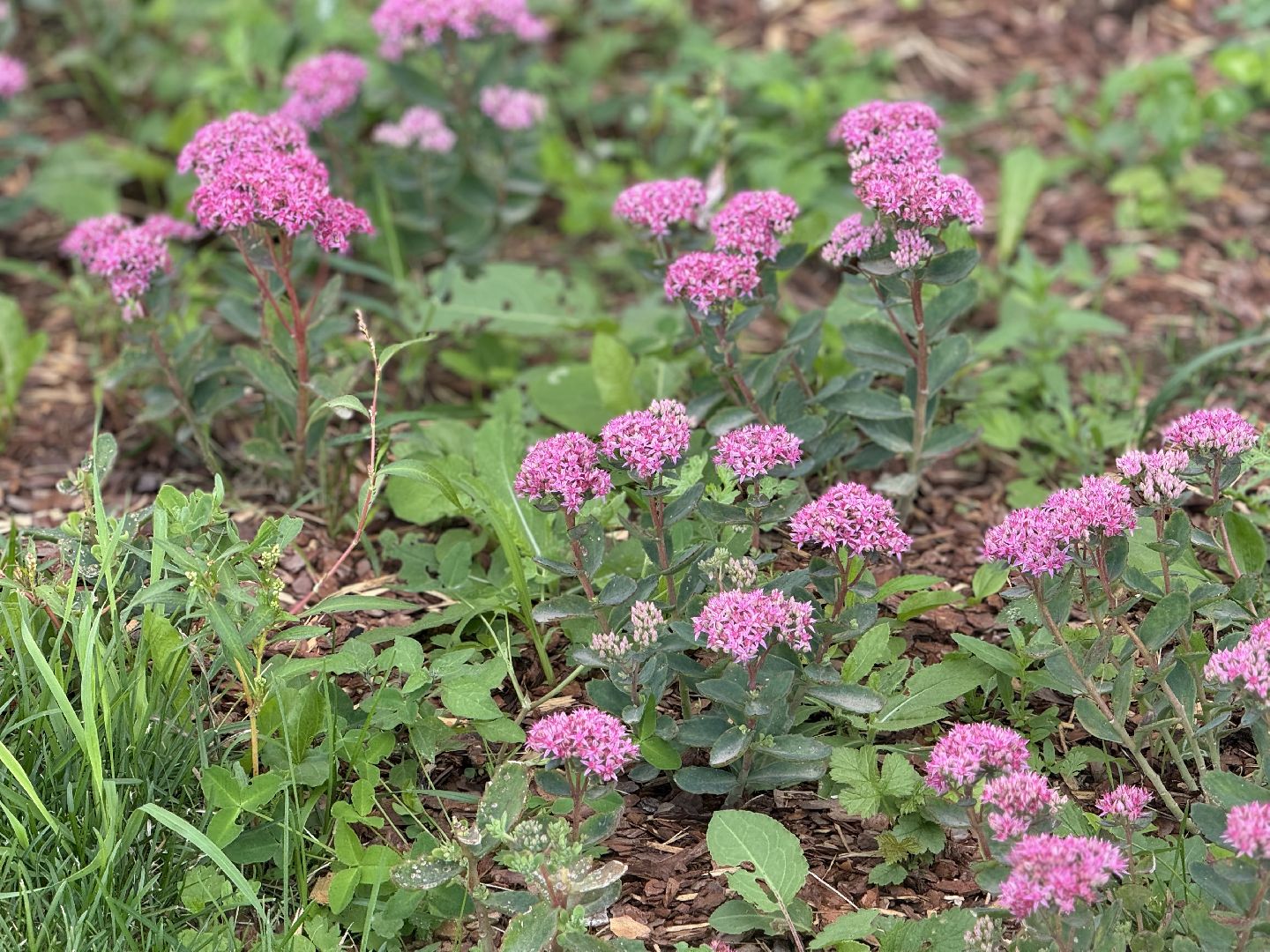 открытие школы , ленинский городской округ, жк пригород лесное, школьники, 1 сентября,