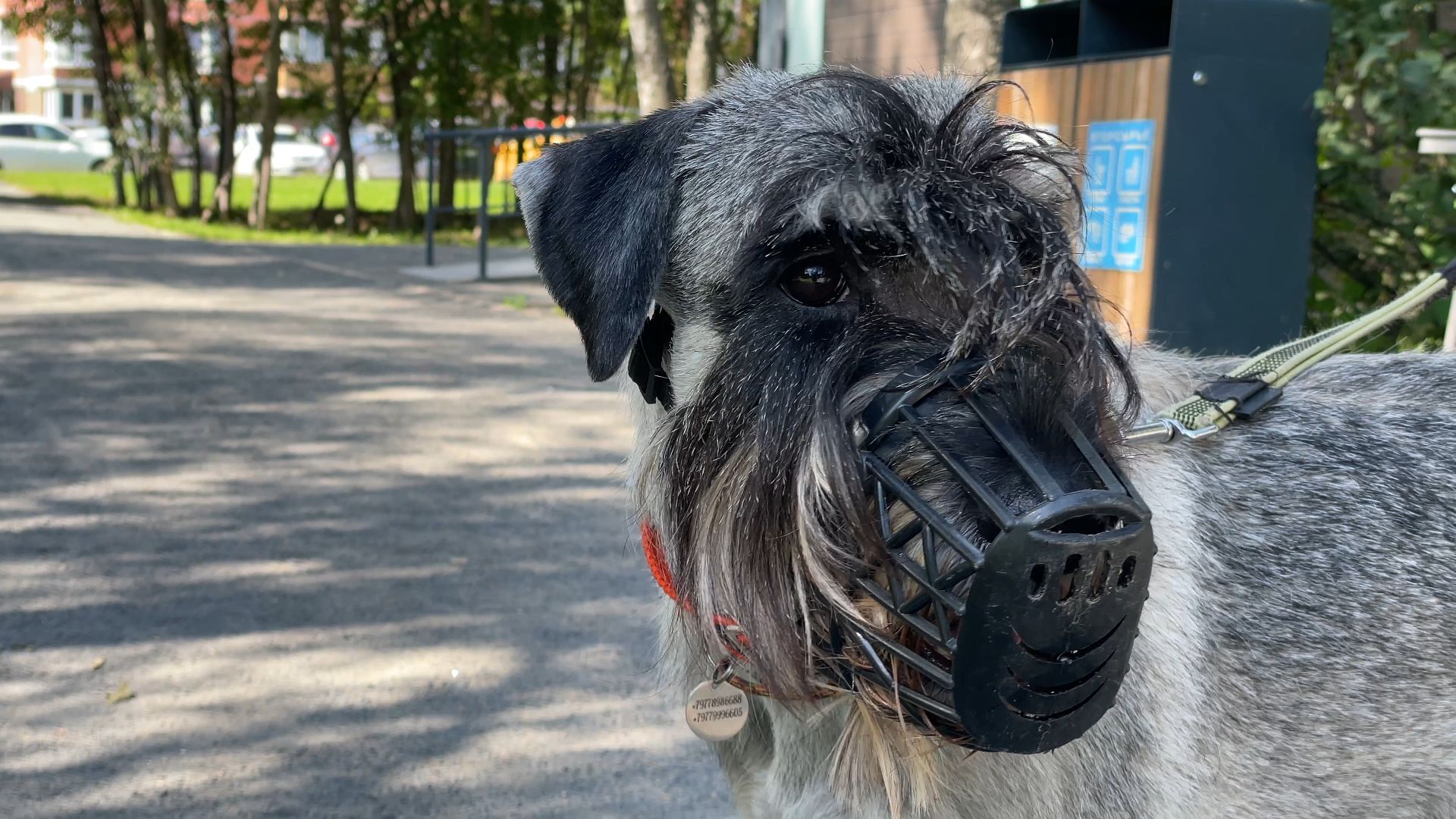 вакцинация животных от бешенства в Балашихе, Балашиха,