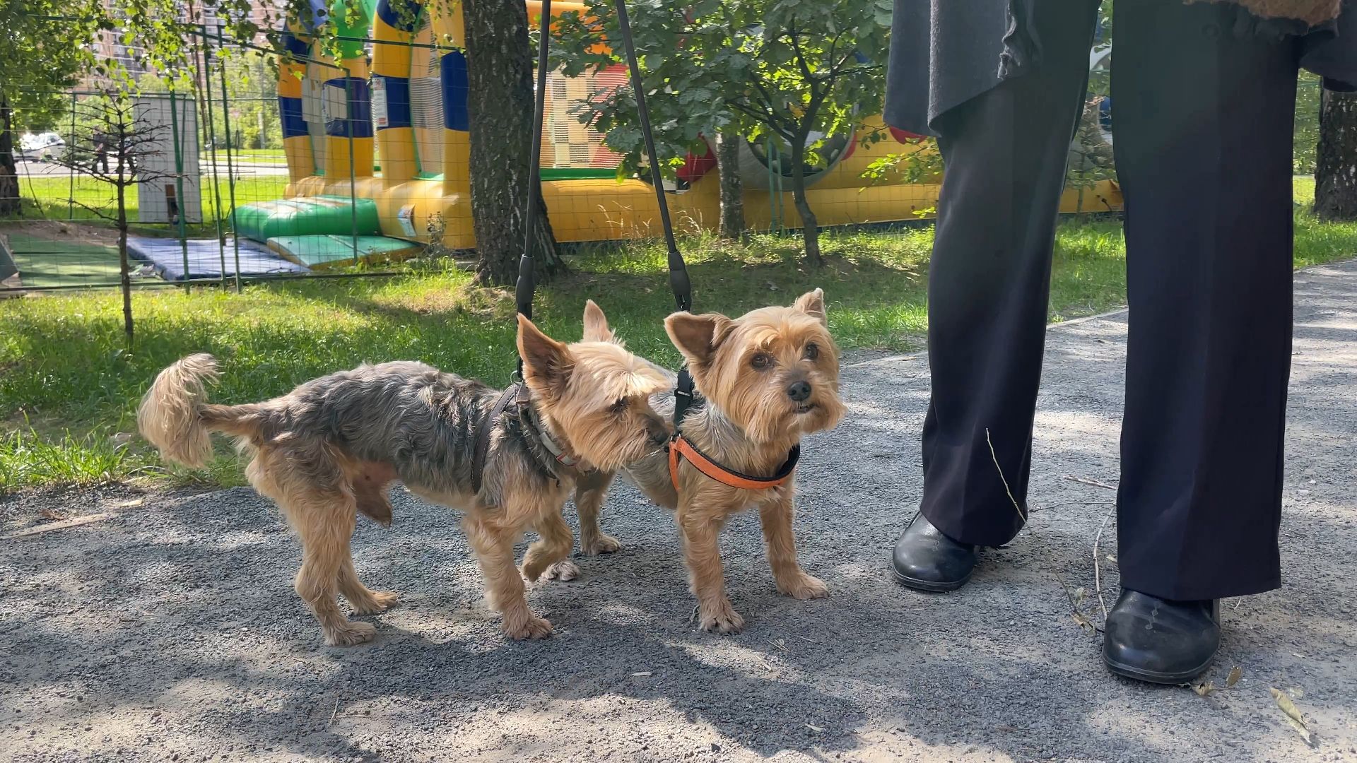 вакцинация животных от бешенства в Балашихе, Балашиха,