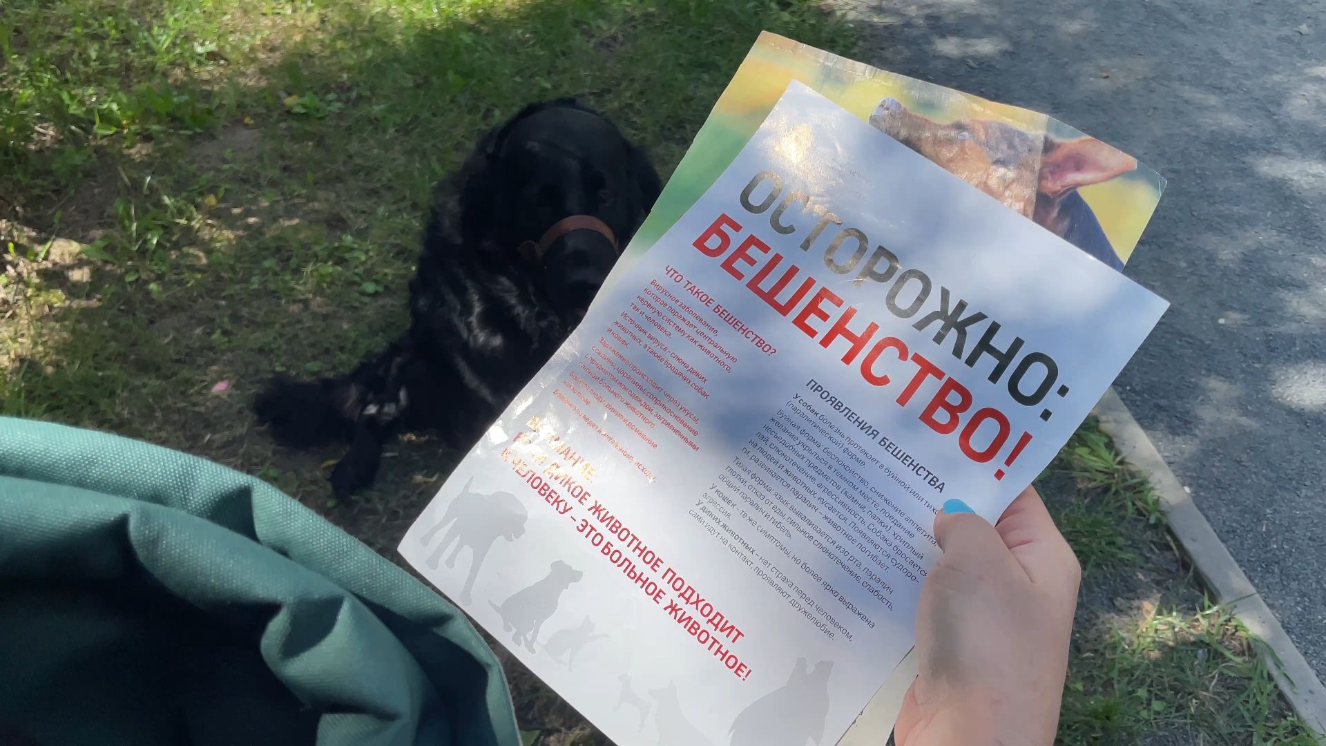 вакцинация животных от бешенства в Балашихе, Балашиха,