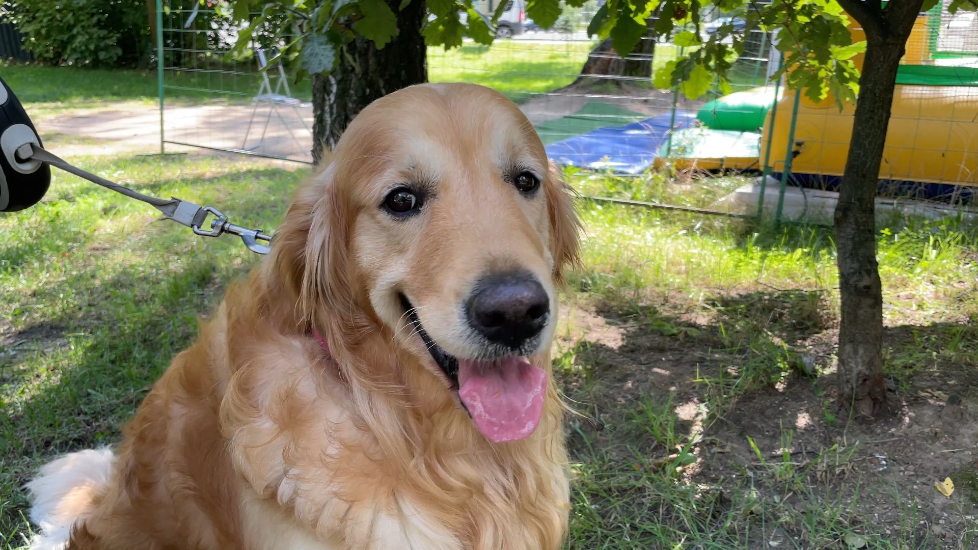 вакцинация животных от бешенства в Балашихе, Балашиха,