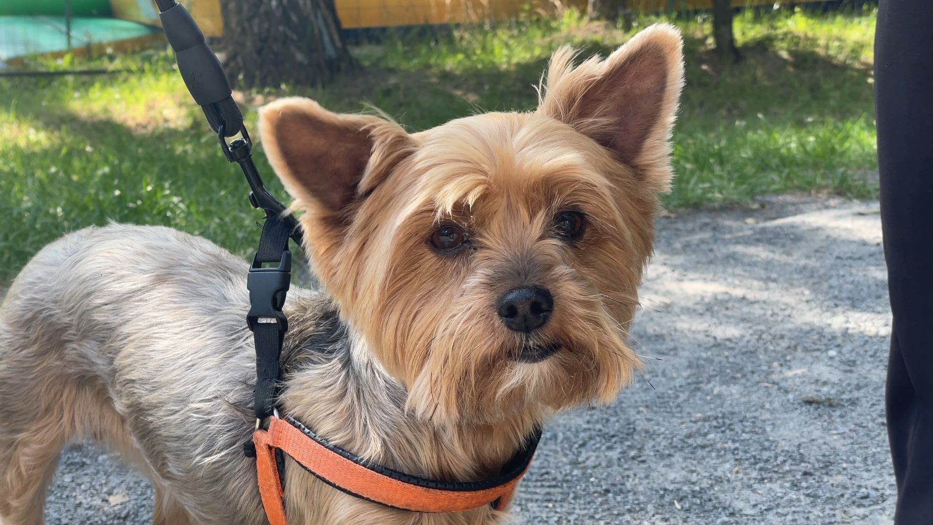 вакцинация животных от бешенства в Балашихе, Балашиха,