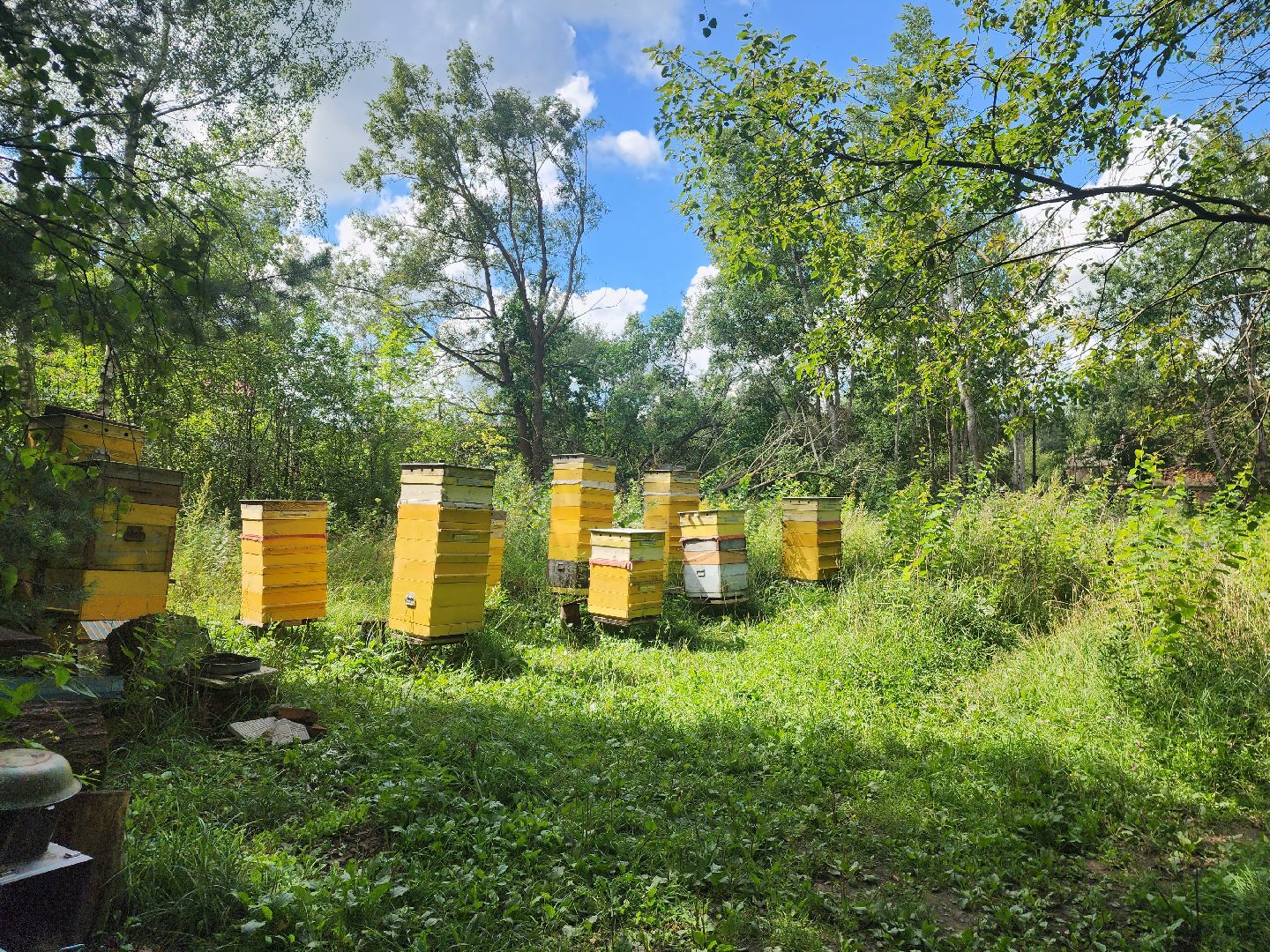 пущино, общество, серпухов, пчеловод,