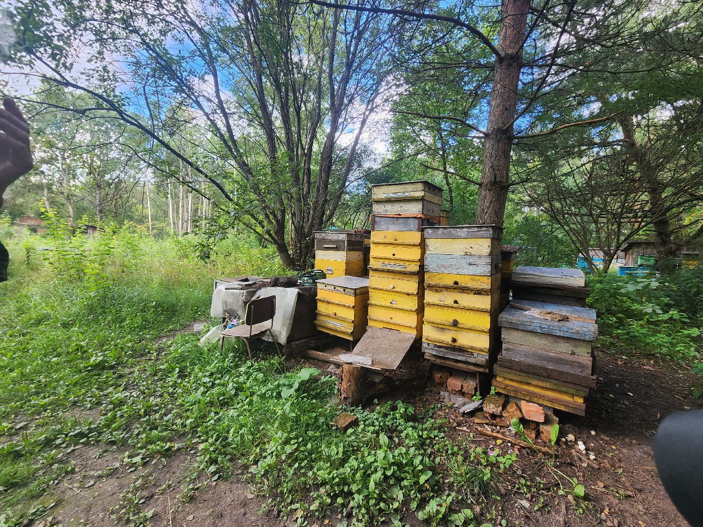 пущино, общество, серпухов, пчеловод,