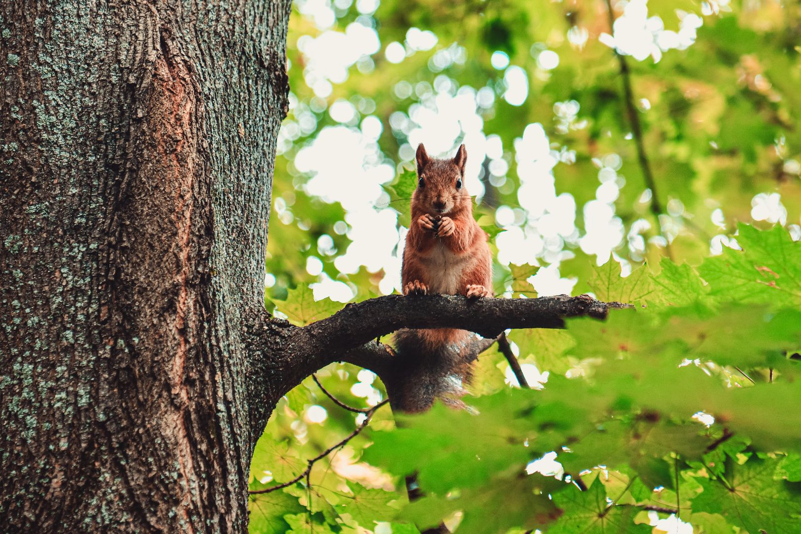 парк, благоустройство, город,