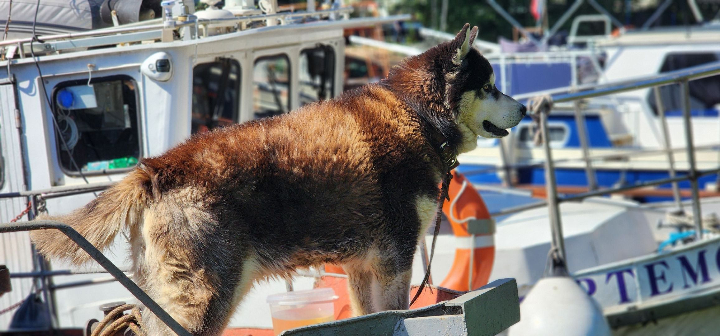 Химки, Спорт,Водно-моторый спорт, Мотолодки,