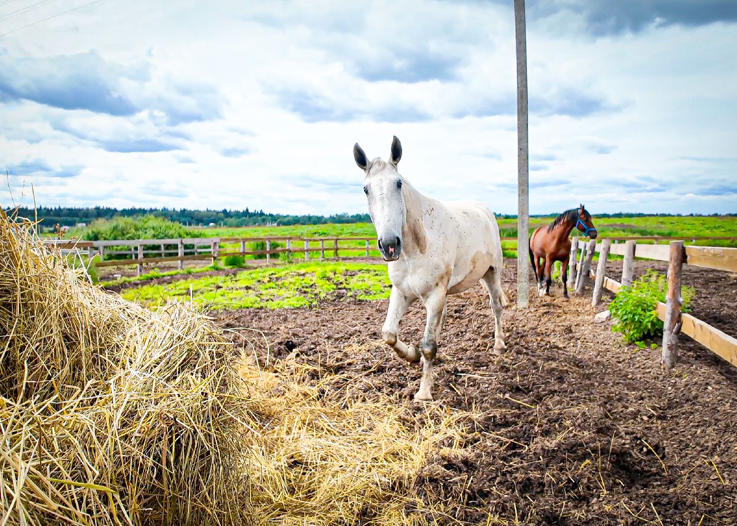 клин, общество, приюты, волонтеры,  благотворительность, помощь животным,