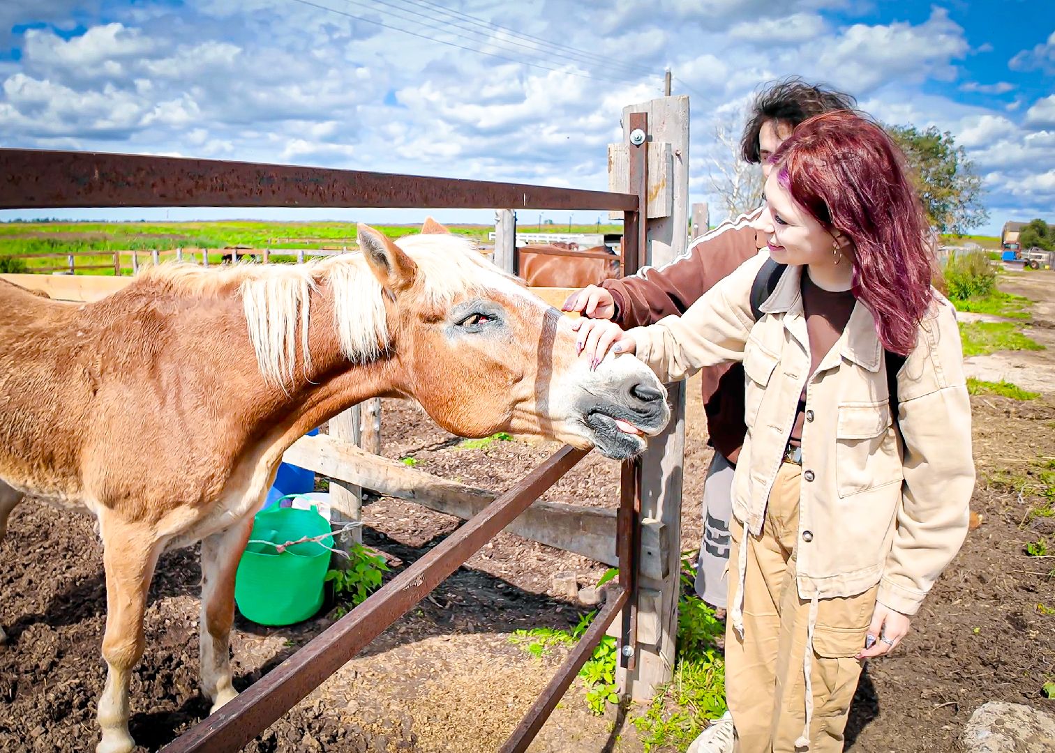клин, общество, приюты, волонтеры,  благотворительность, помощь животным,