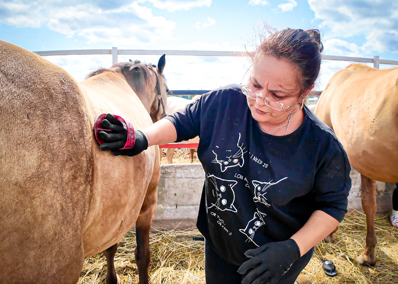 клин, общество, приюты, волонтеры,  благотворительность, помощь животным,
