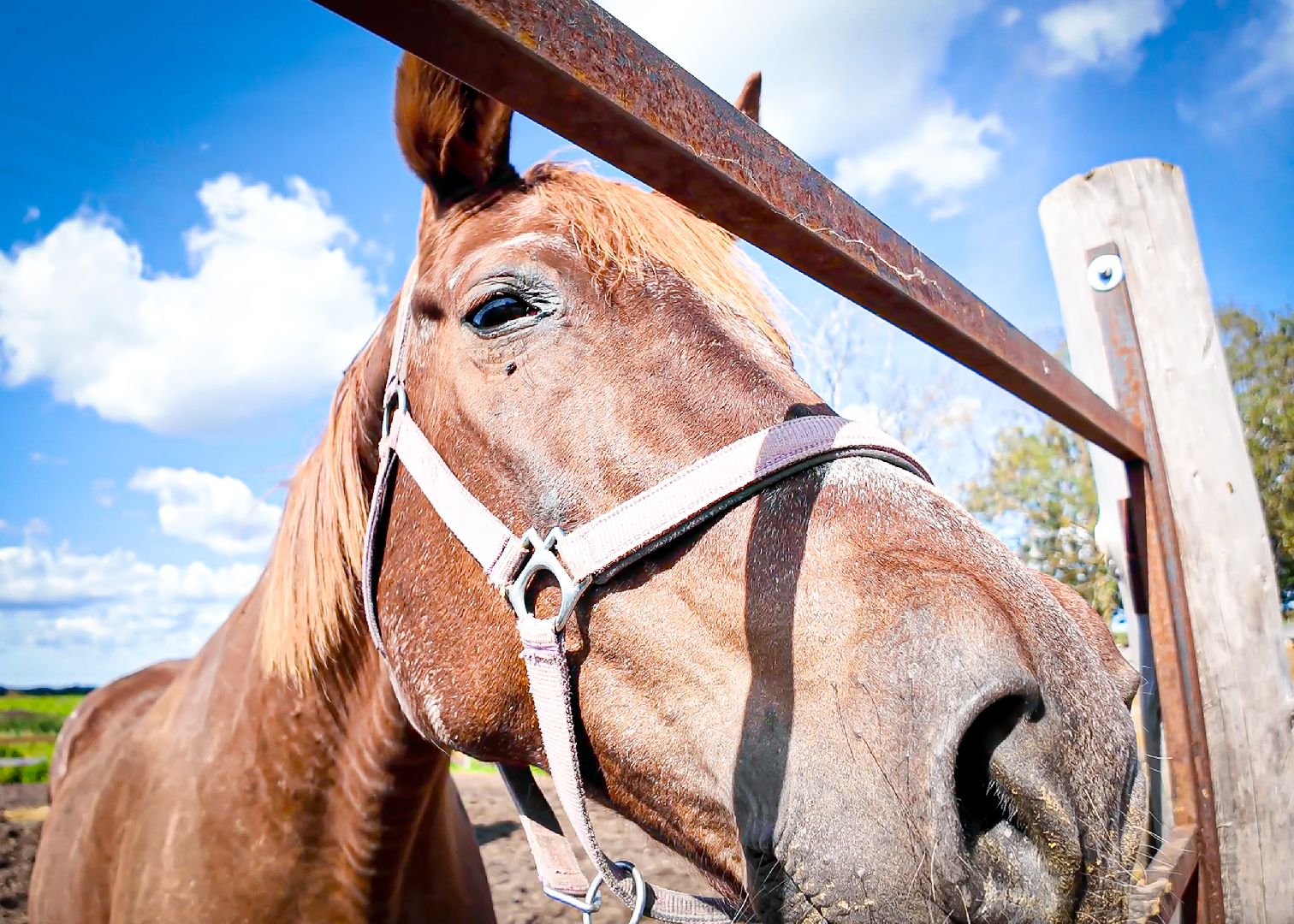 клин, общество, приюты, волонтеры,  благотворительность, помощь животным,
