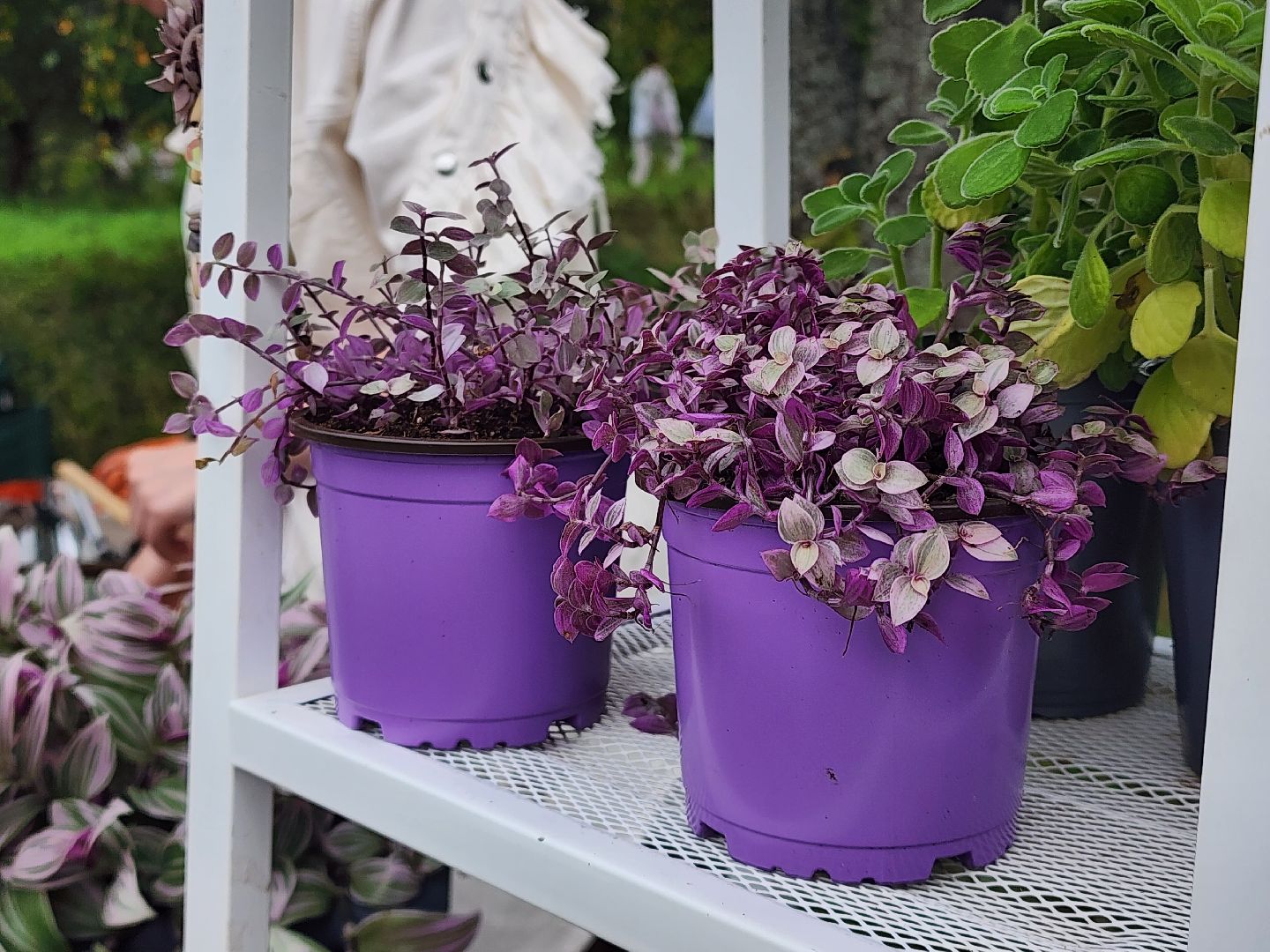 сергиево-посадский городской округ, деревня глебово, Поместье Клу, Белая чердачная барахолка , Барахолка , хоровод,