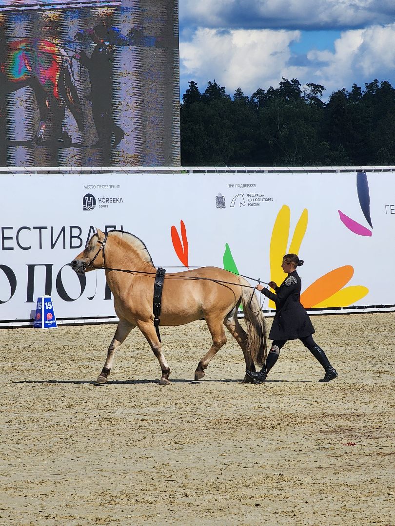 конный фестиваль, иваново поле, конный спорт, село ивановское, городской округ черноголовка,