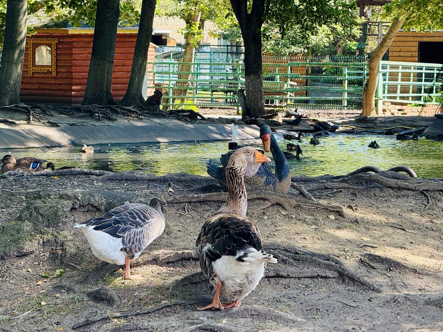 раменское, туризм, гжель, гжельский зоопарк, контактный зоопарк,