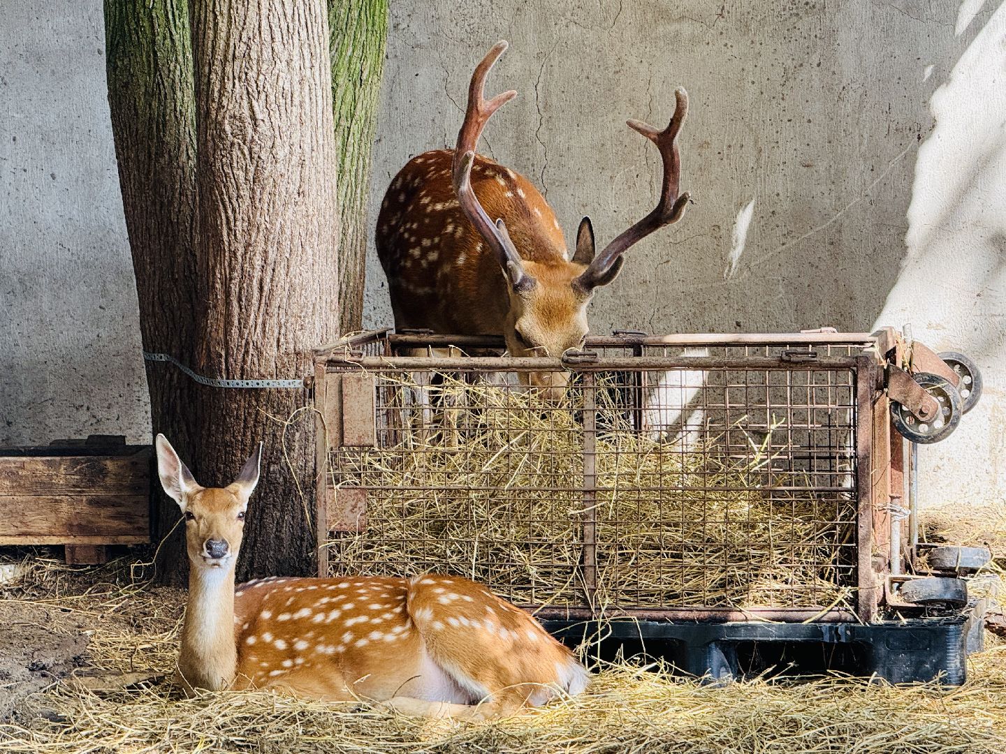 раменское, туризм, гжель, гжельский зоопарк, контактный зоопарк,