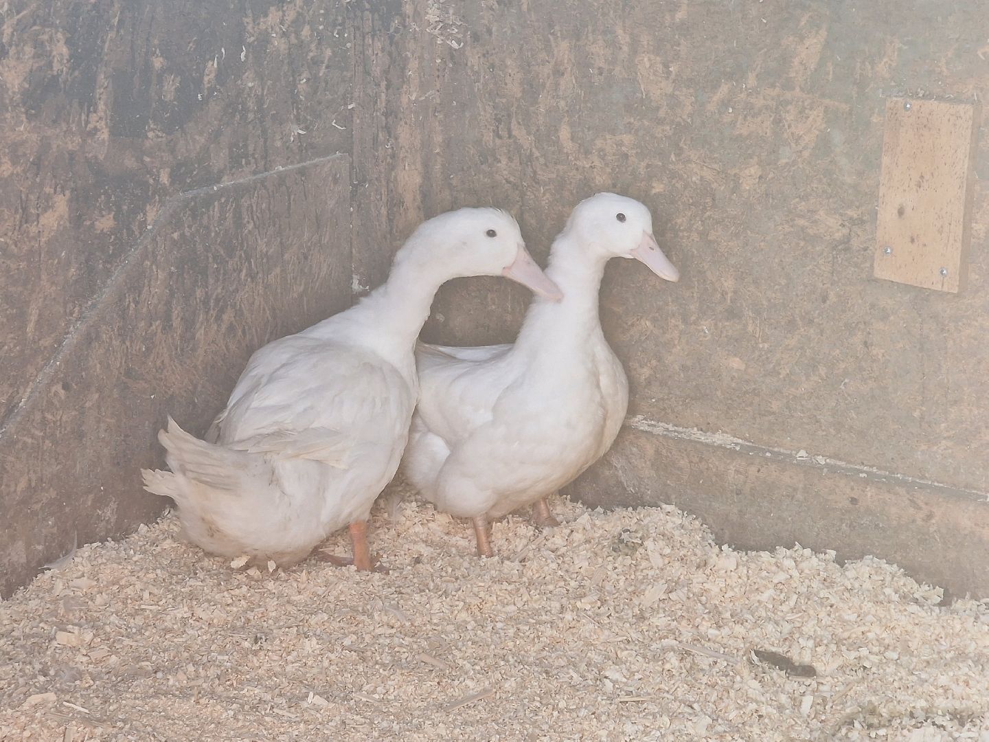 конно-спортивный клуб пелагея в балашихе, балашиха,
