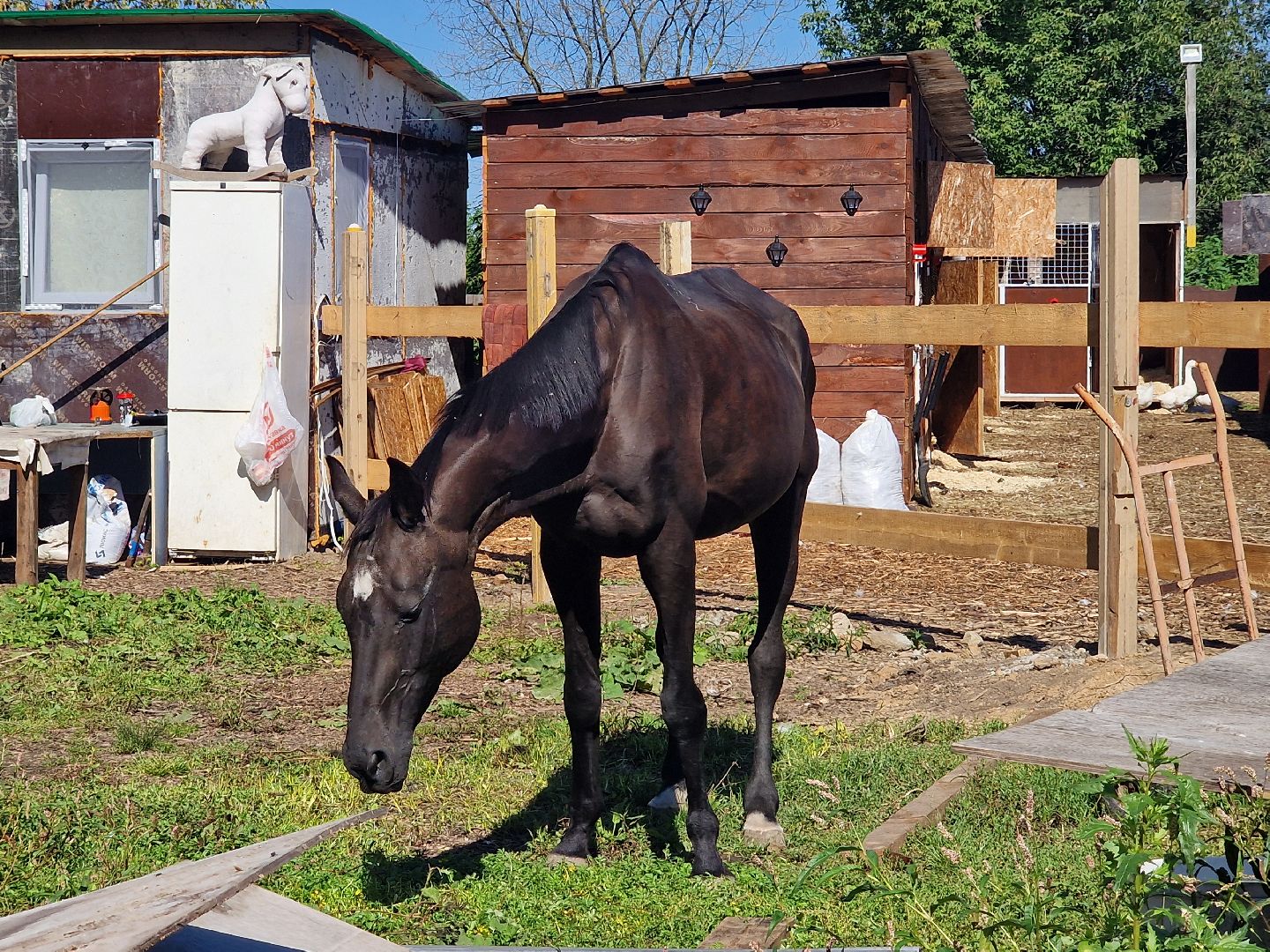 конно-спортивный клуб пелагея в балашихе, балашиха,
