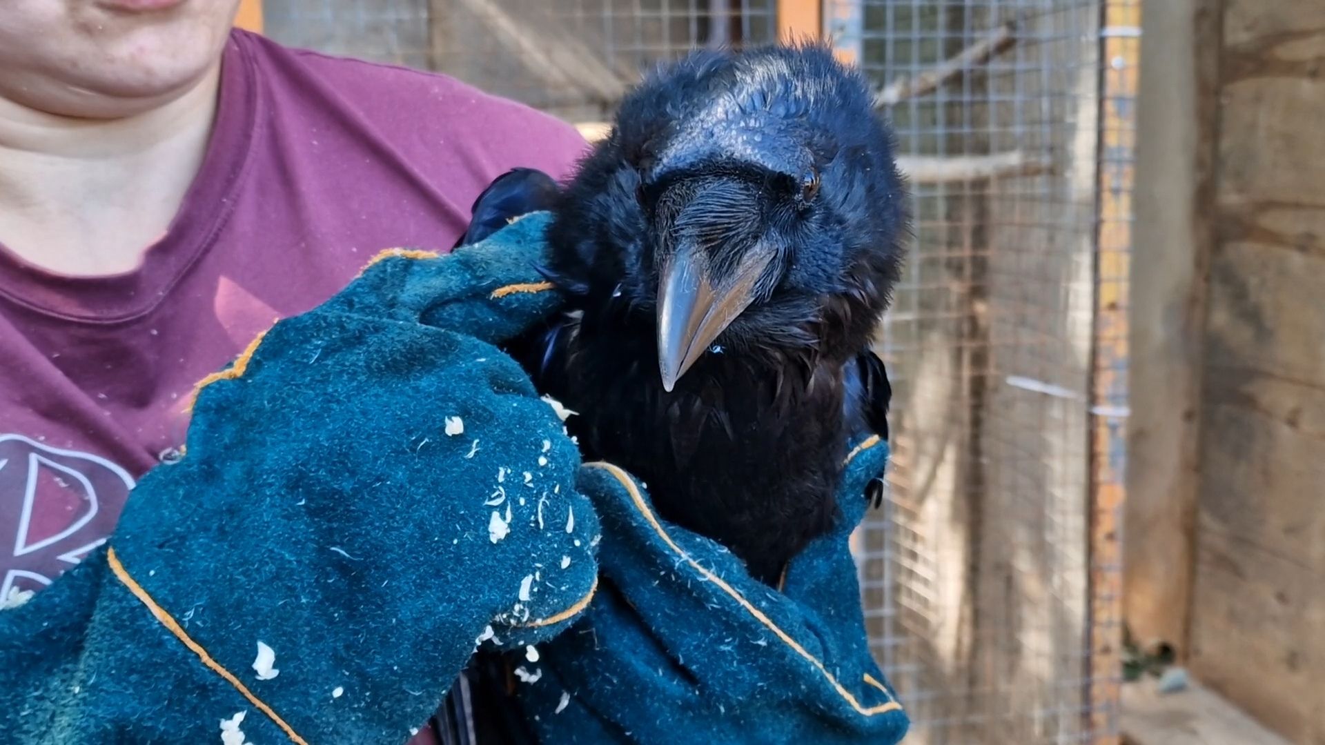 конно-спортивный клуб пелагея в балашихе, балашиха,
