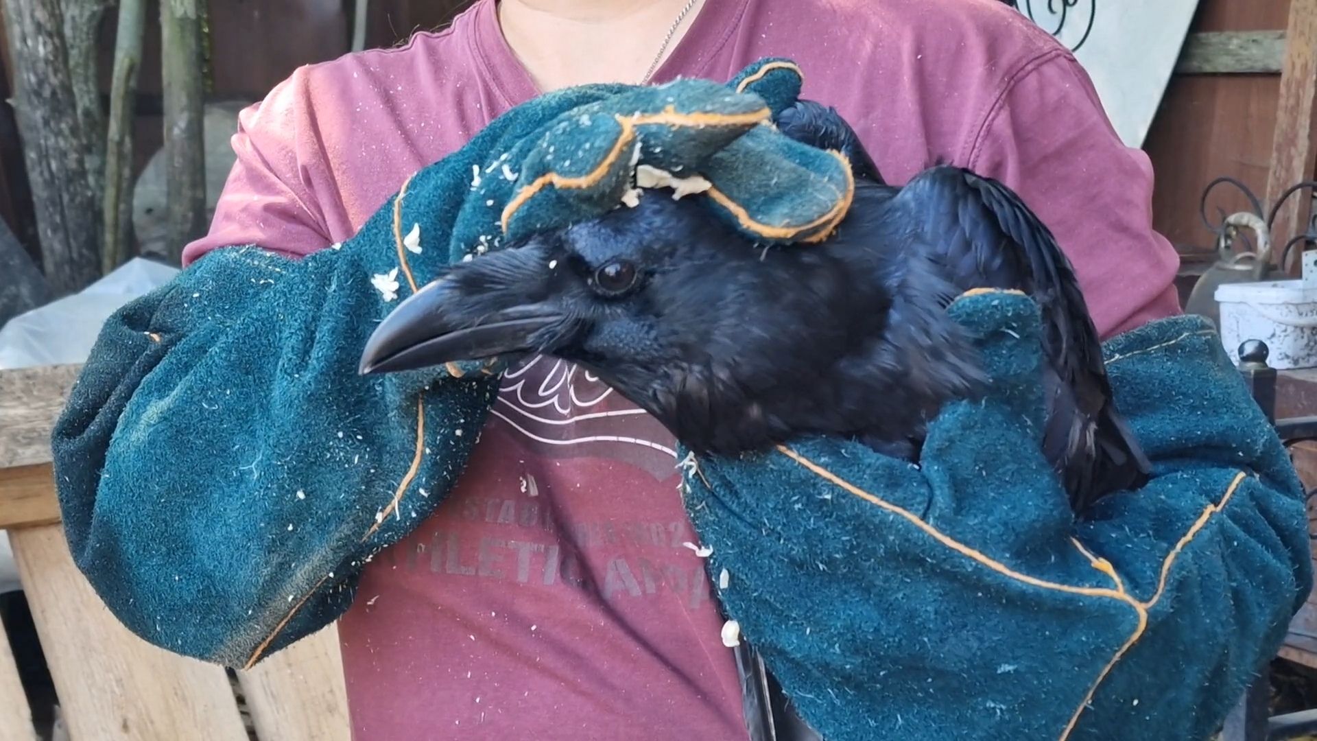 конно-спортивный клуб пелагея в балашихе, балашиха,