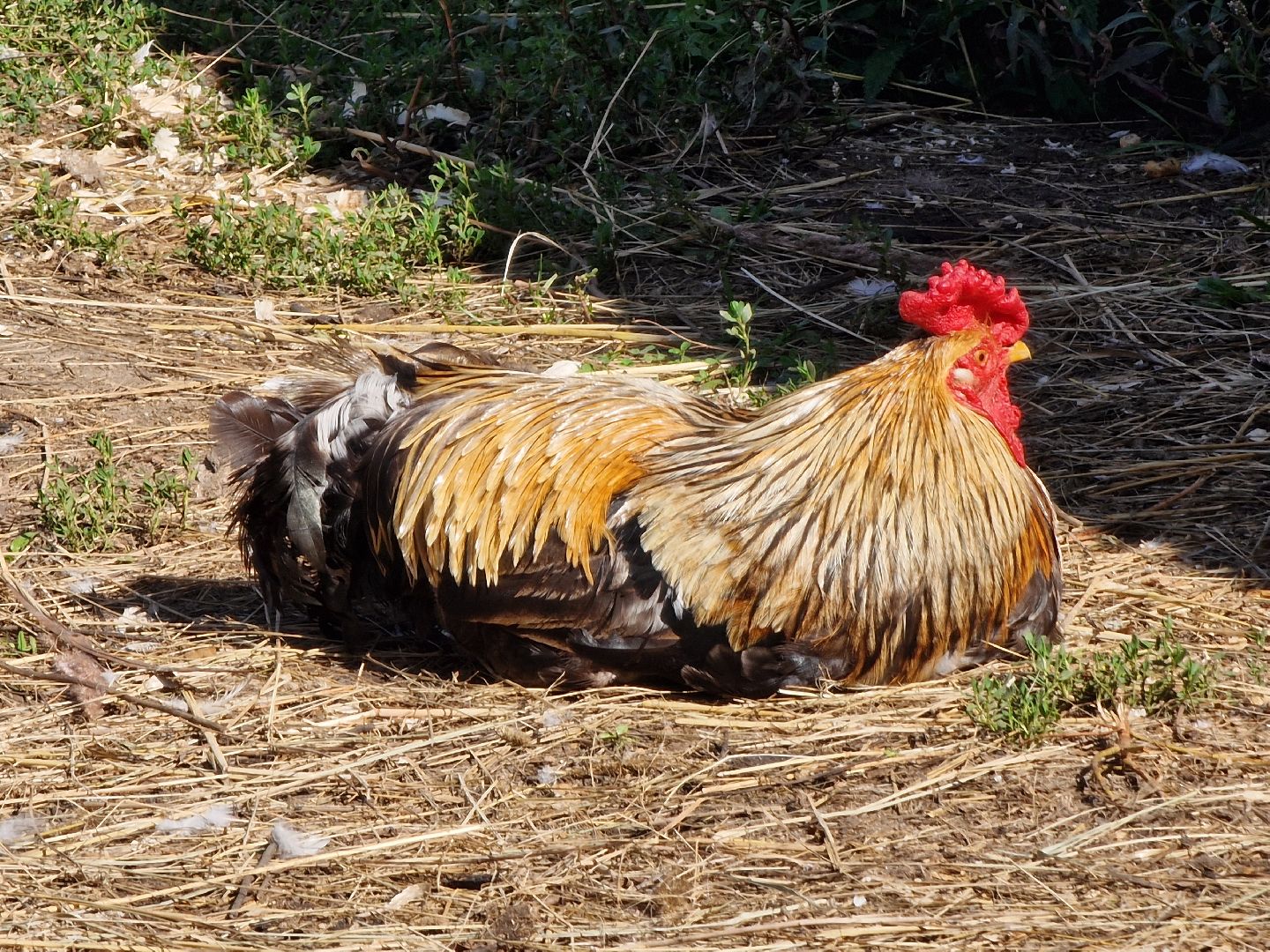 конно-спортивный клуб пелагея в балашихе, балашиха,