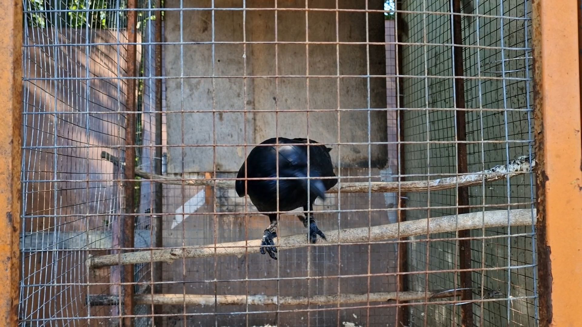 конно-спортивный клуб пелагея в балашихе, балашиха,