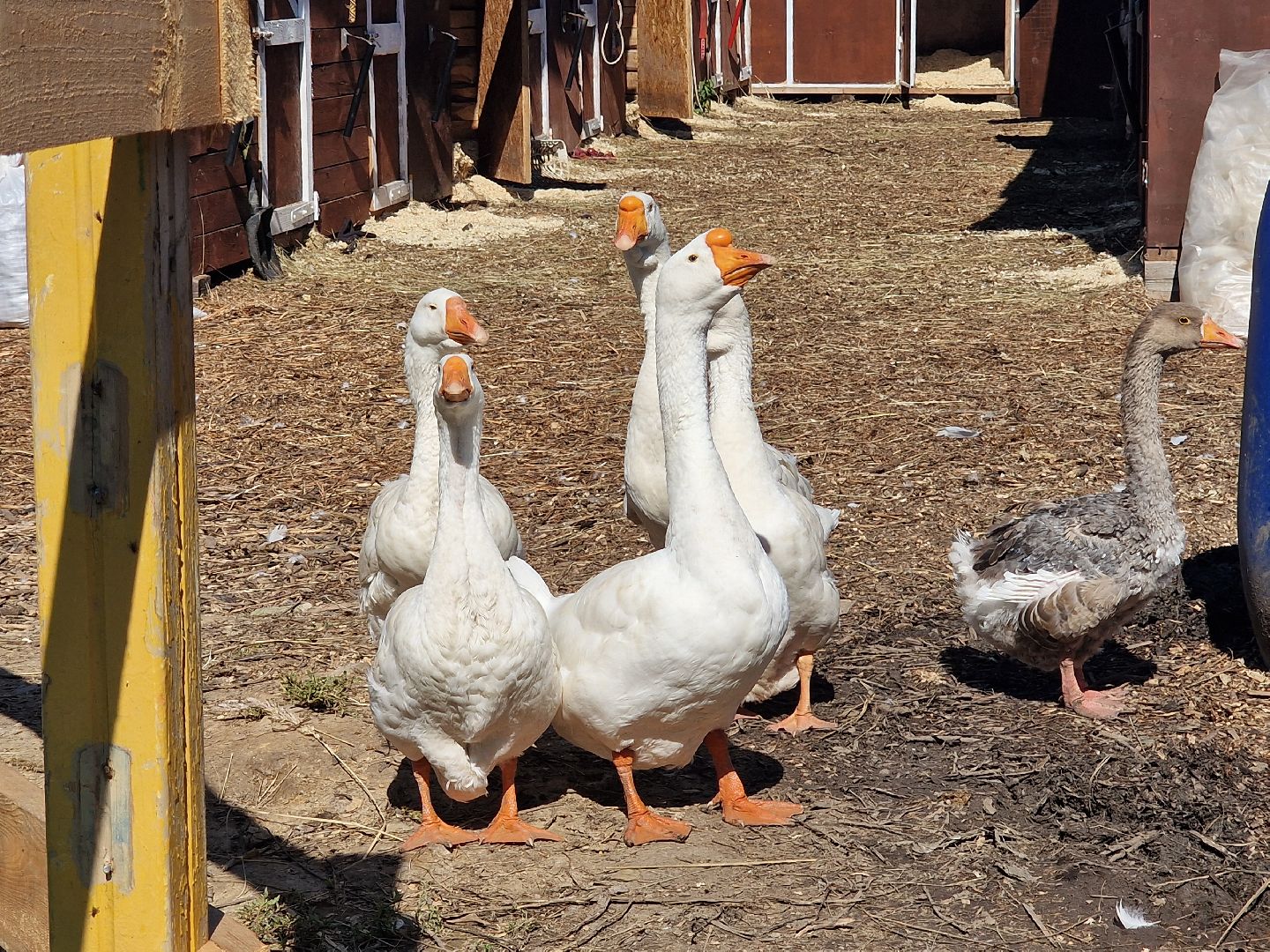 конно-спортивный клуб пелагея в балашихе, балашиха,
