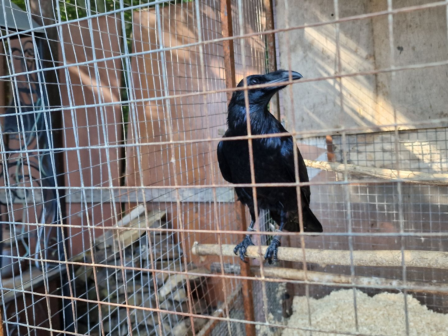 конно-спортивный клуб пелагея в балашихе, балашиха,