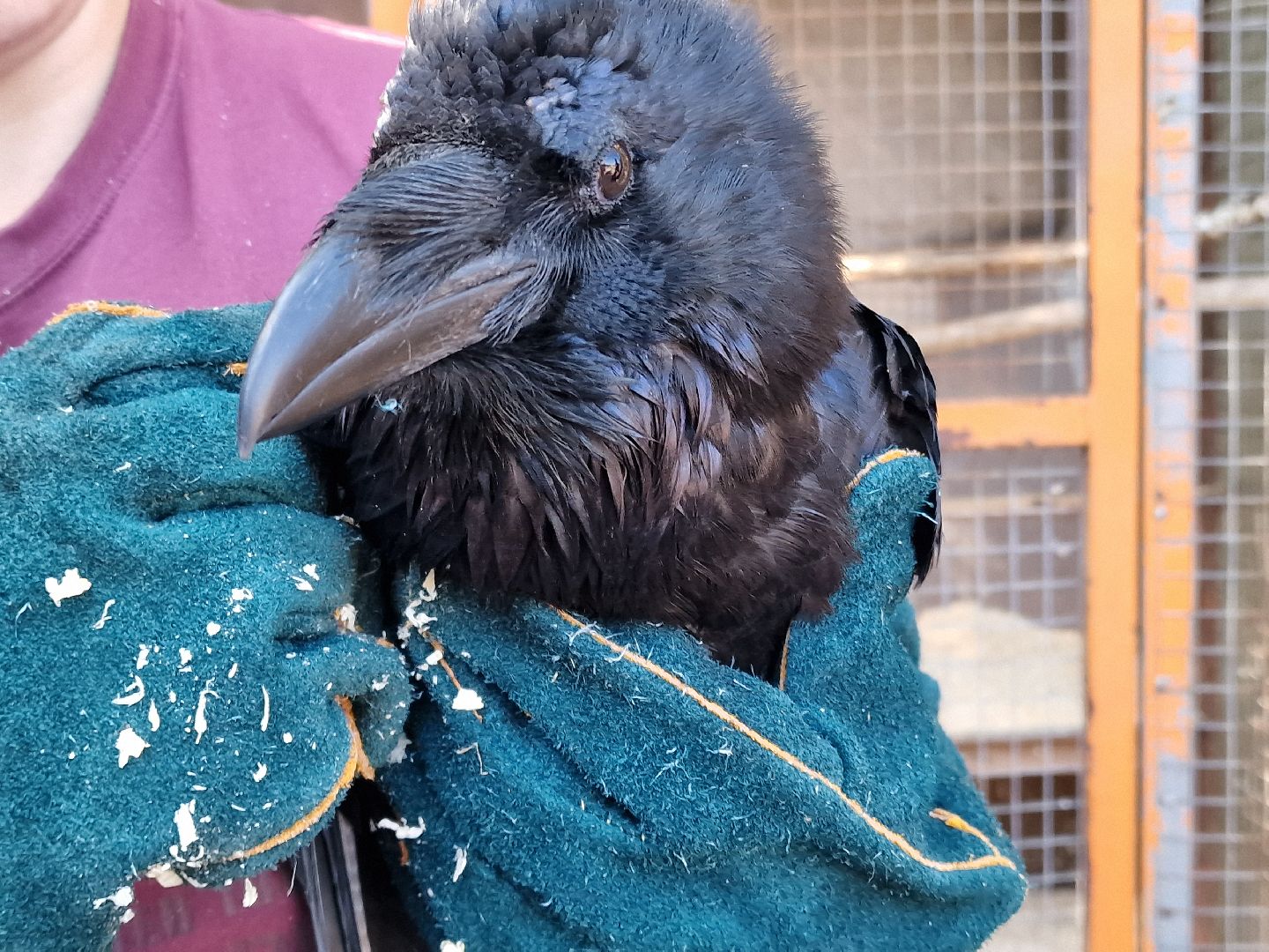 конно-спортивный клуб пелагея в балашихе, балашиха,