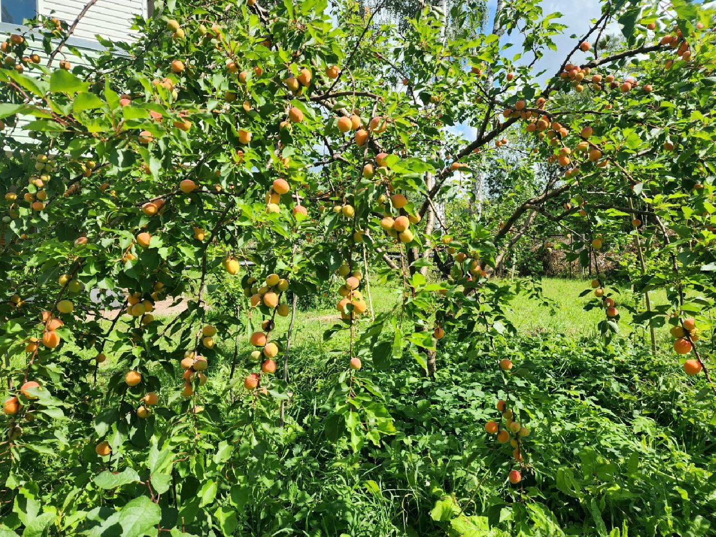 пущино, серпухов, лето 2025, сельское хозяйство,