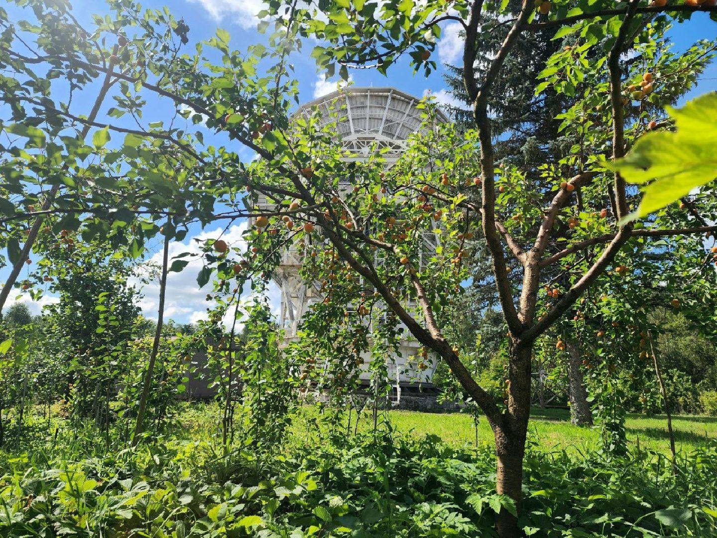 пущино, серпухов, лето 2025, сельское хозяйство,