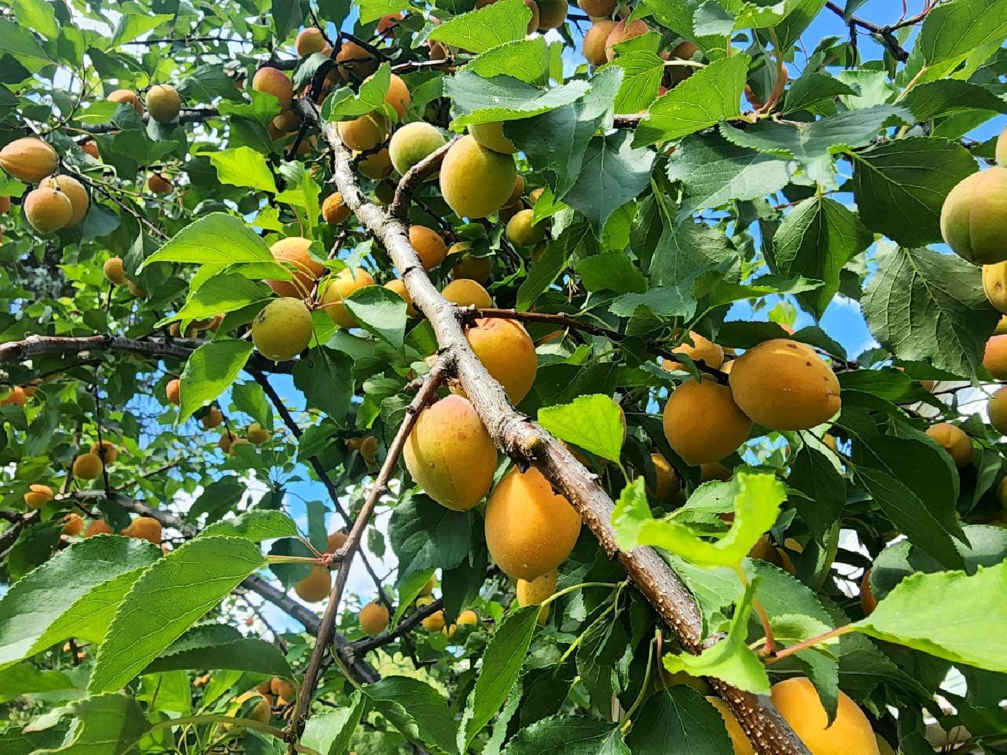 пущино, серпухов, лето 2025, сельское хозяйство,