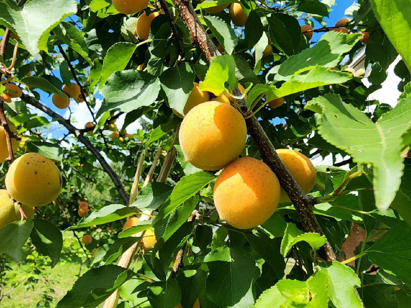 пущино, серпухов, лето 2025, сельское хозяйство,