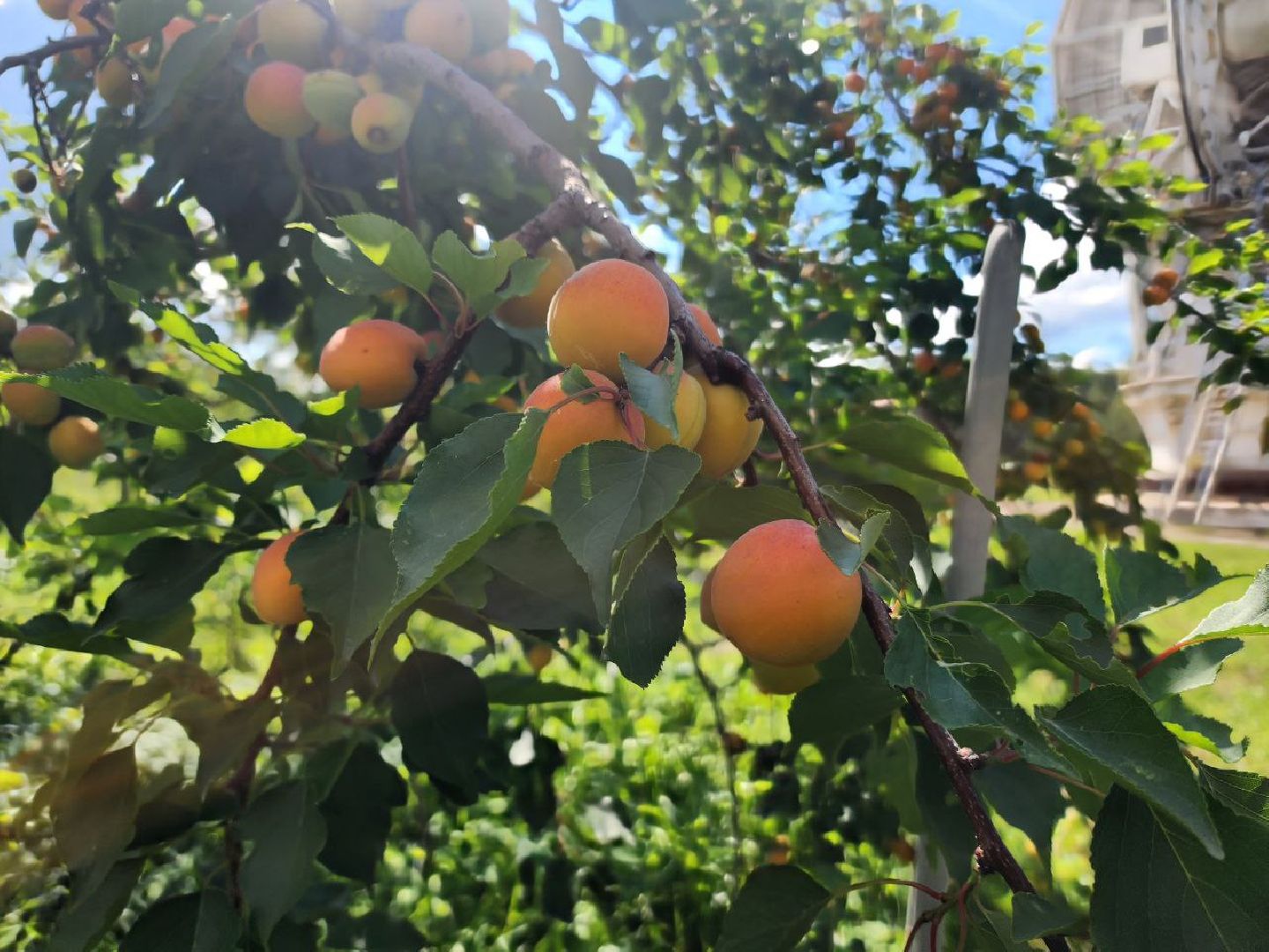 пущино, серпухов, лето 2025, сельское хозяйство,