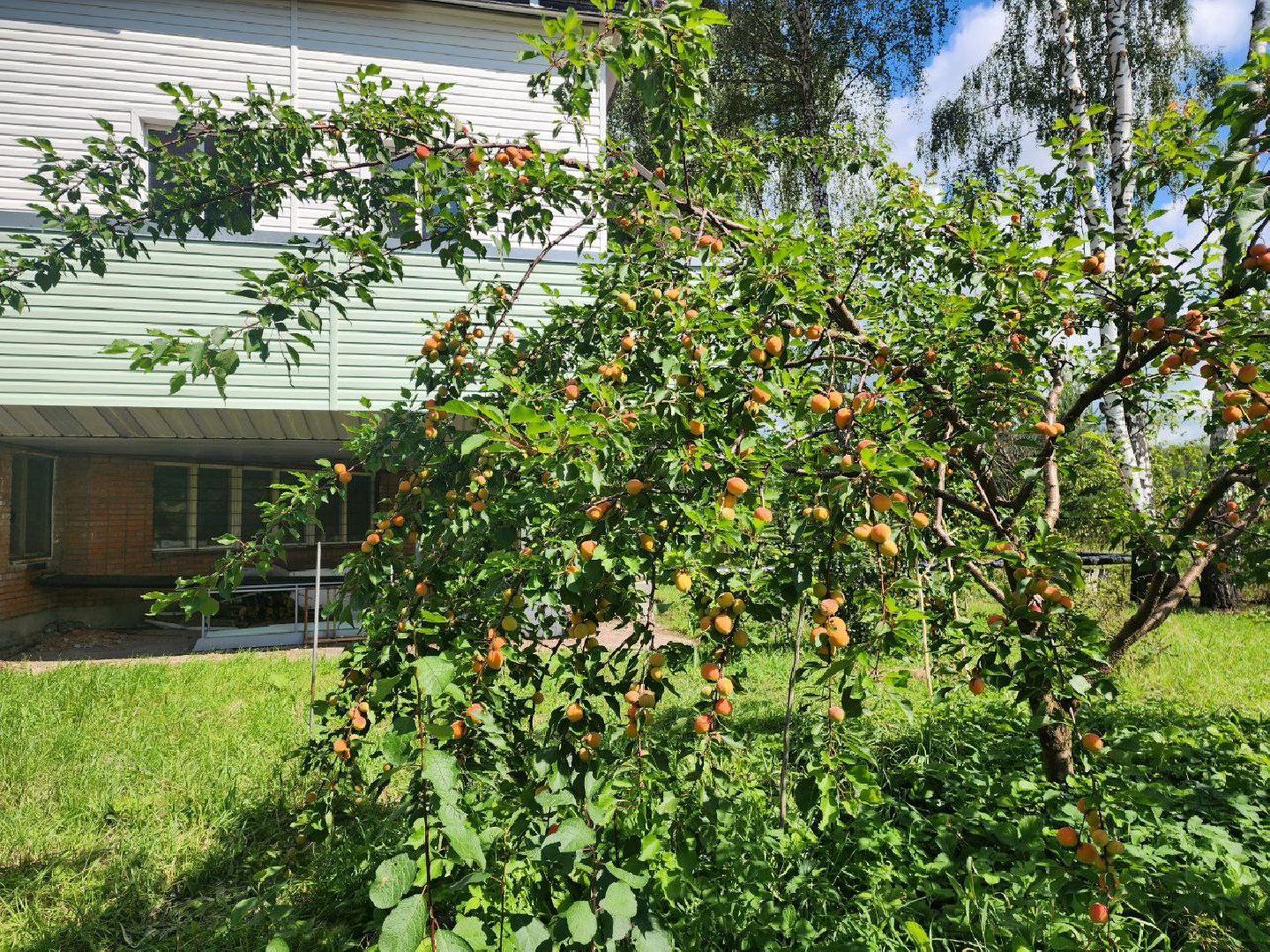 пущино, серпухов, лето 2025, сельское хозяйство,