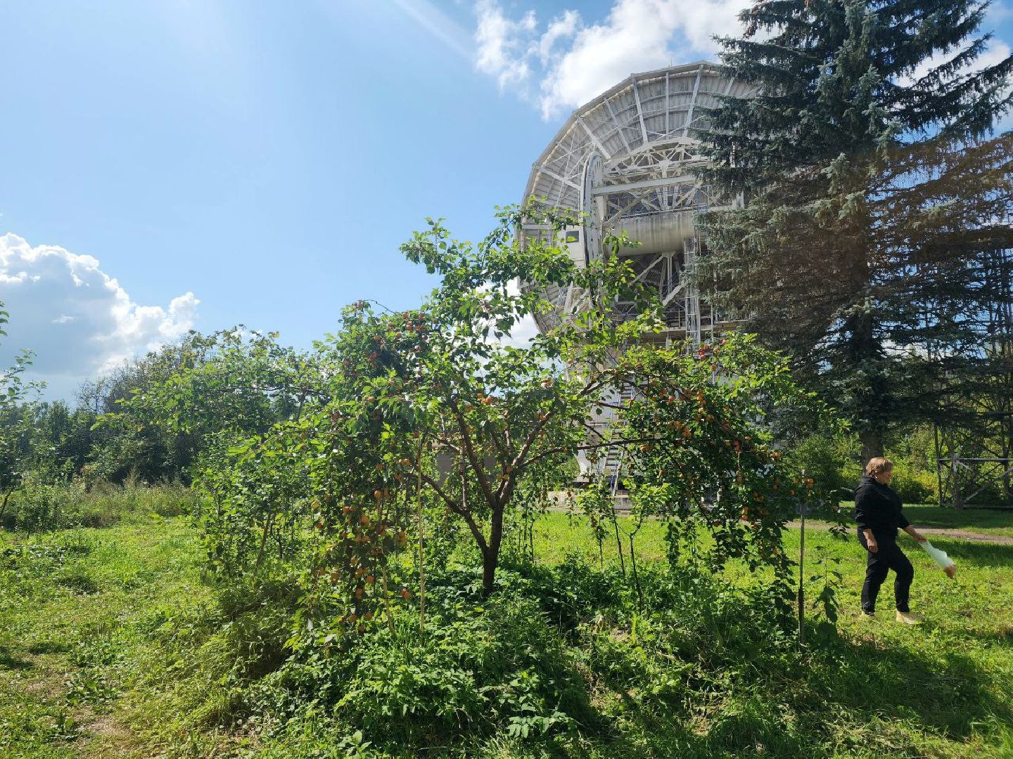 пущино, серпухов, лето 2025, сельское хозяйство,