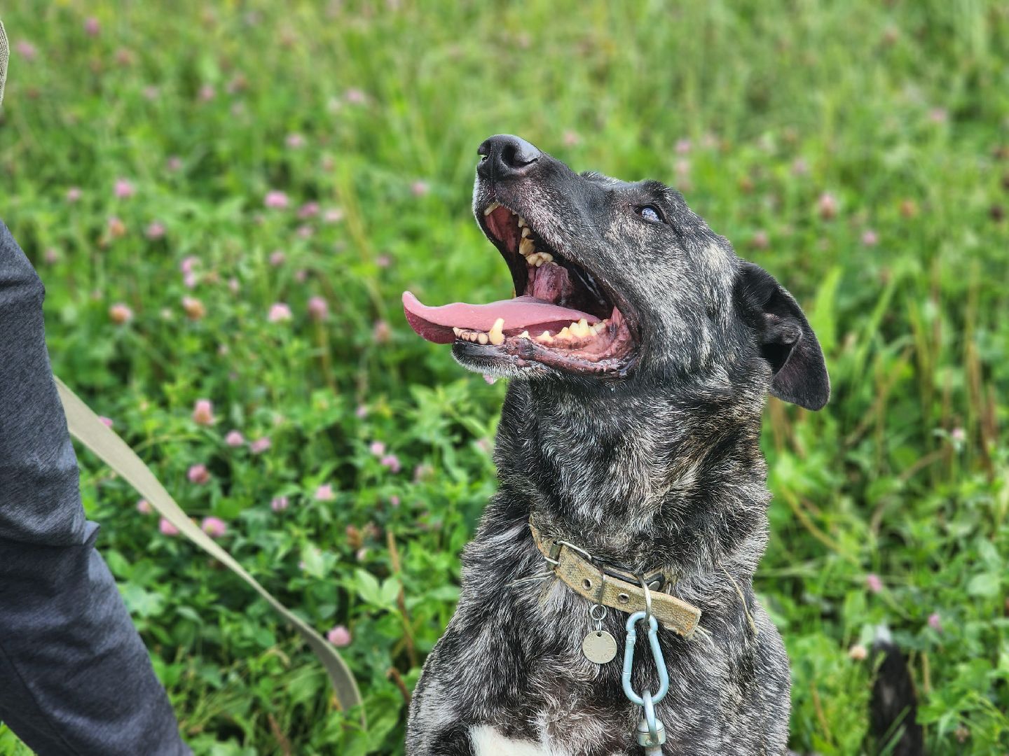 королёв, всем по собаке , зоо дом, приют для собак в королеве, волонтеры,
