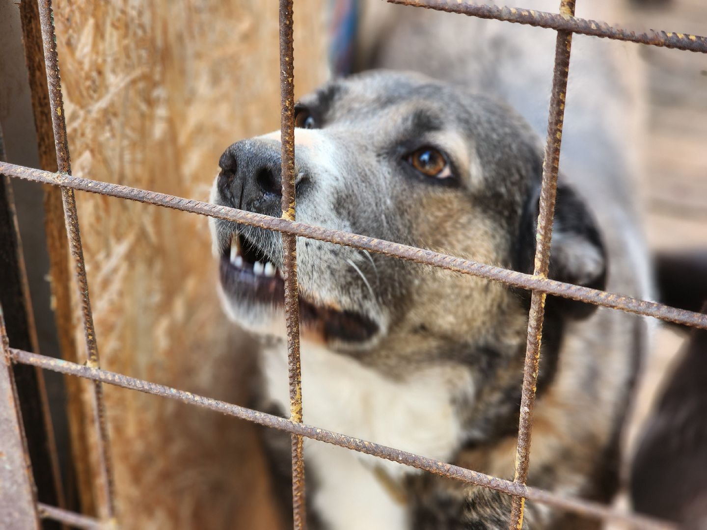 королёв, всем по собаке , зоо дом, приют для собак в королеве, волонтеры,