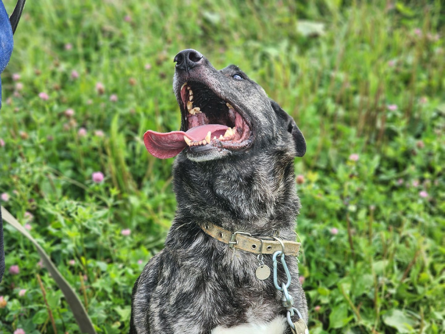 королёв, всем по собаке , зоо дом, приют для собак в королеве, волонтеры,