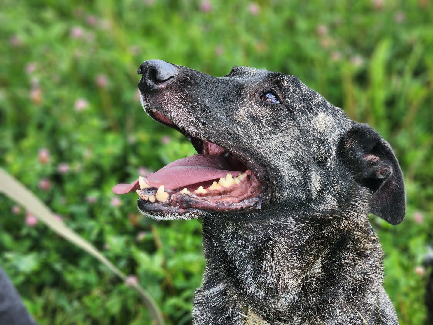королёв, всем по собаке , зоо дом, приют для собак в королеве, волонтеры,