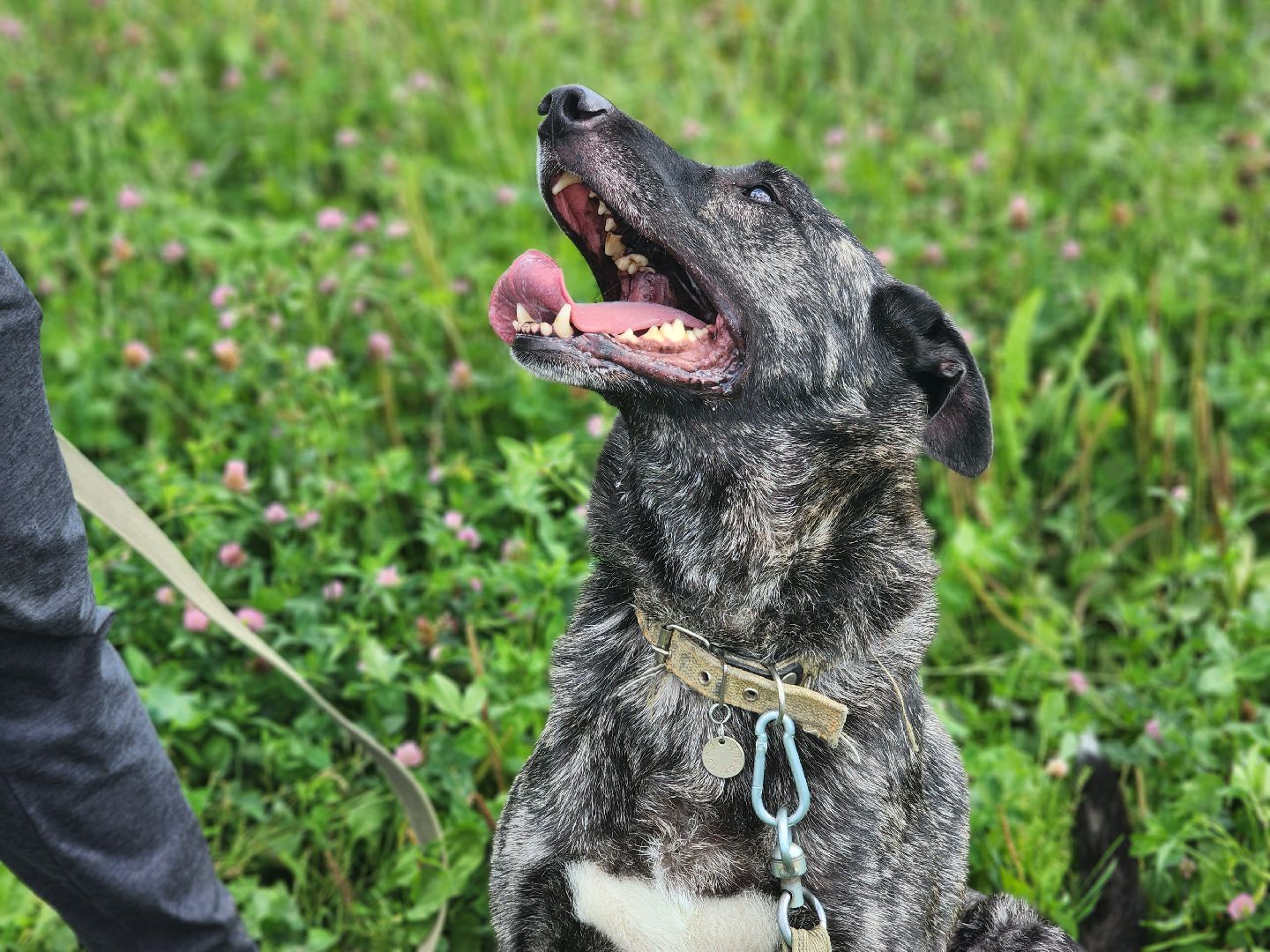 королёв, всем по собаке , зоо дом, приют для собак в королеве, волонтеры,